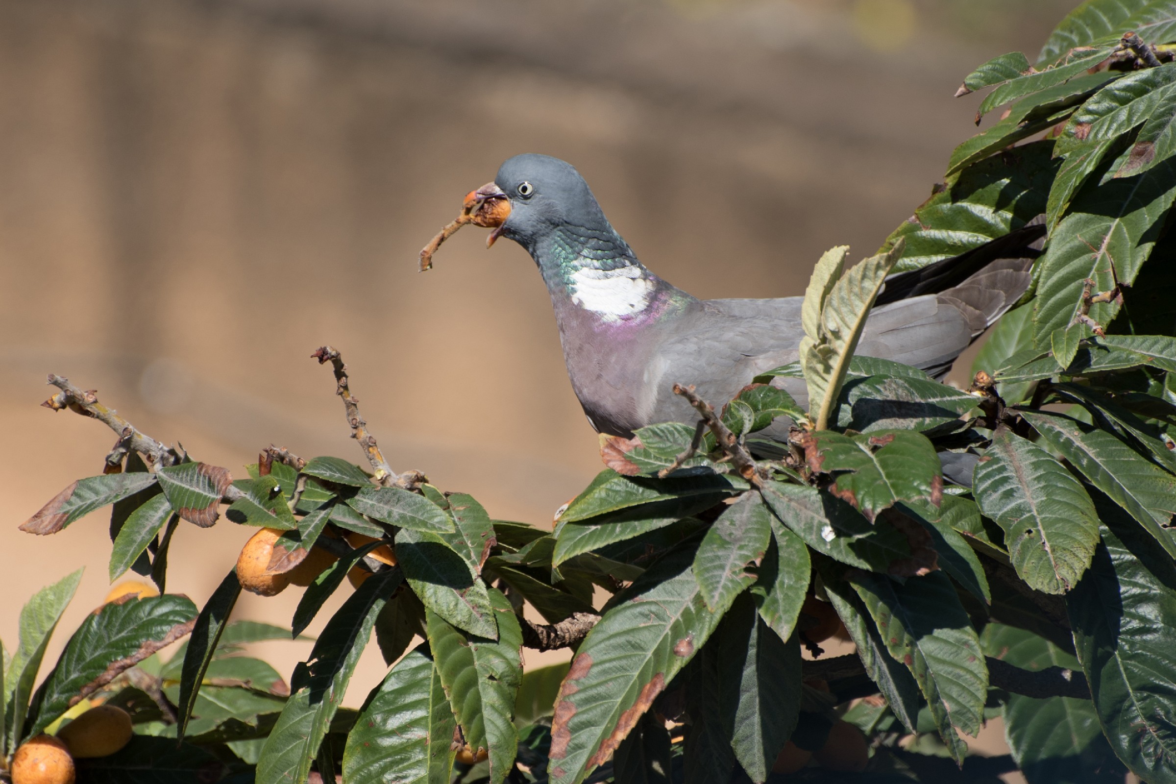 Il Colombaccio Affamato di Nespole