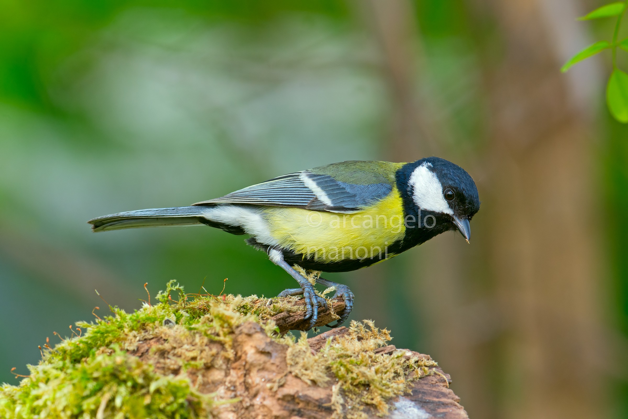 Parus major 20