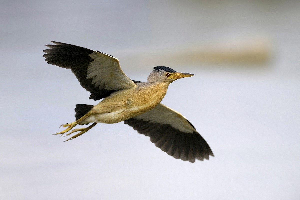 bittern flying