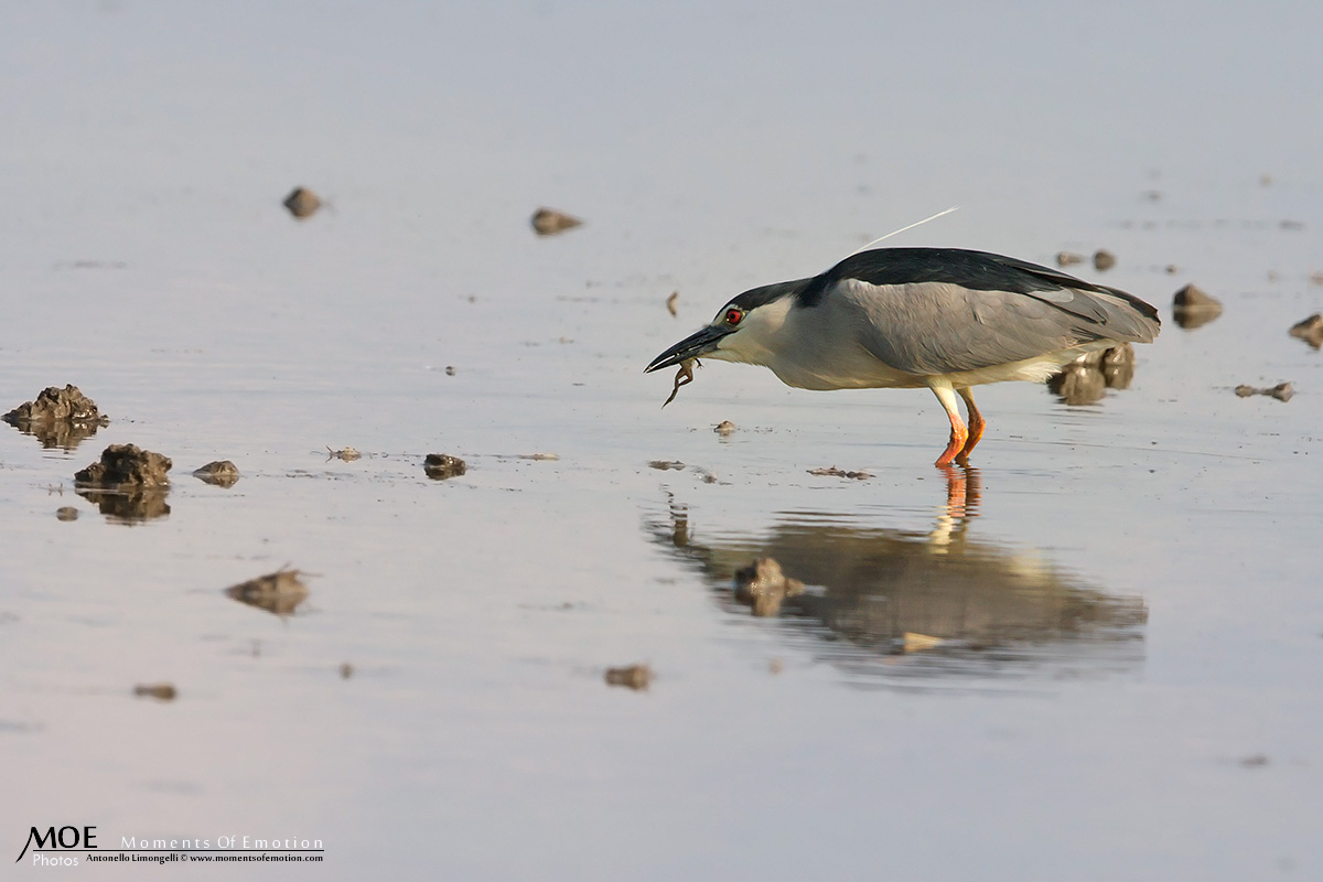 Occhio rosso non fallisce