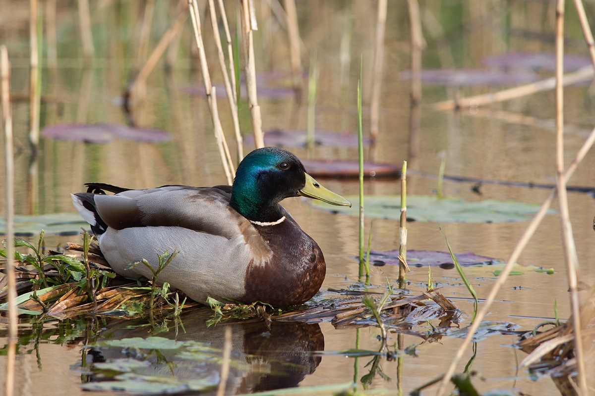 (Anas platyrhynchos)