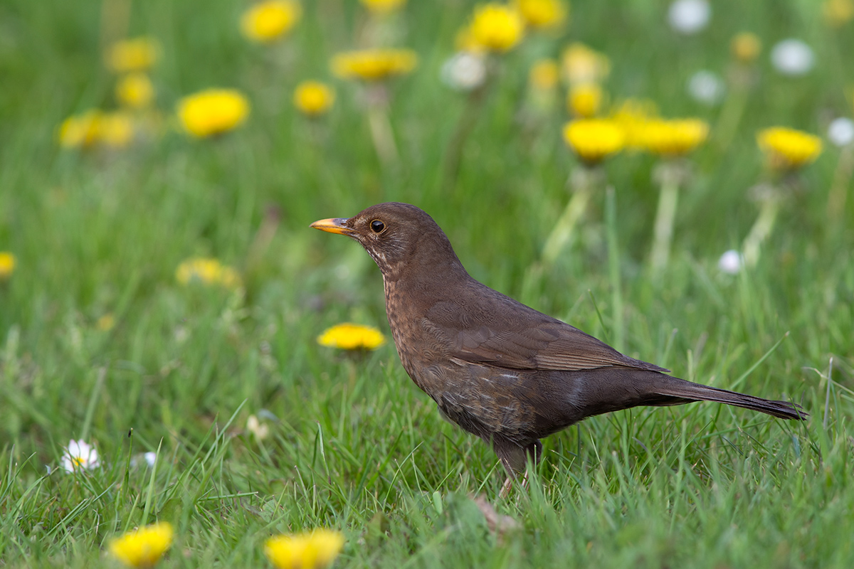 (Turdus merula)