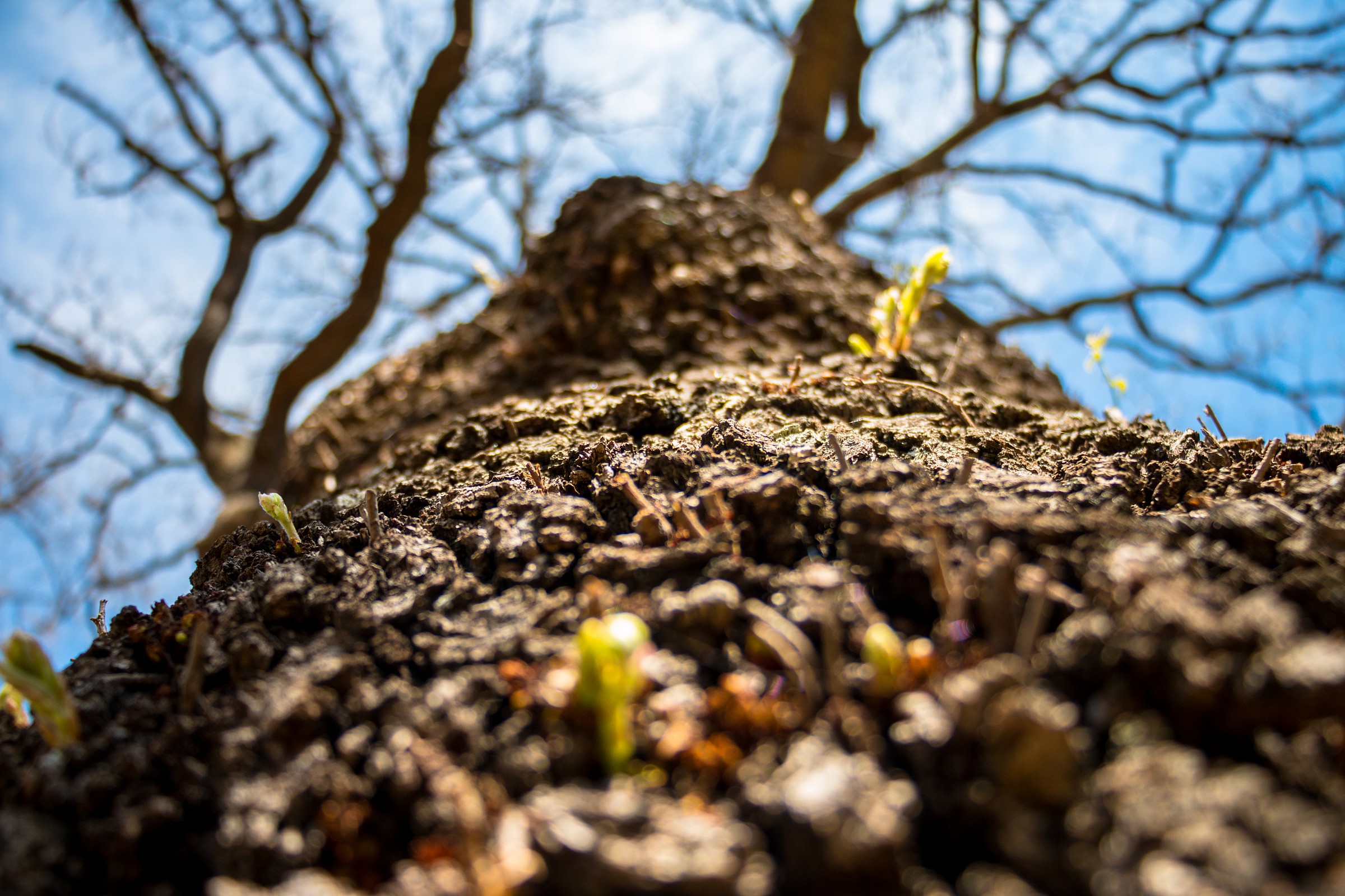 Bark and buds