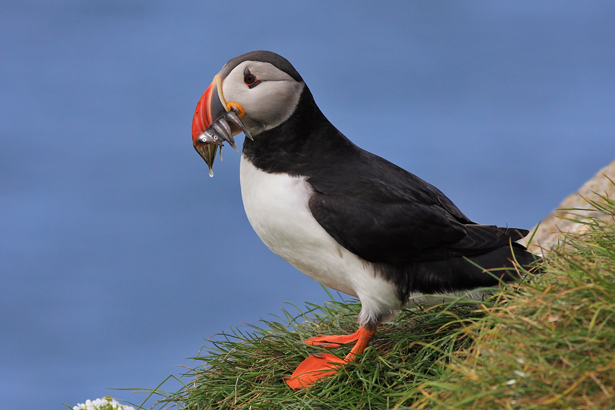 Puffin