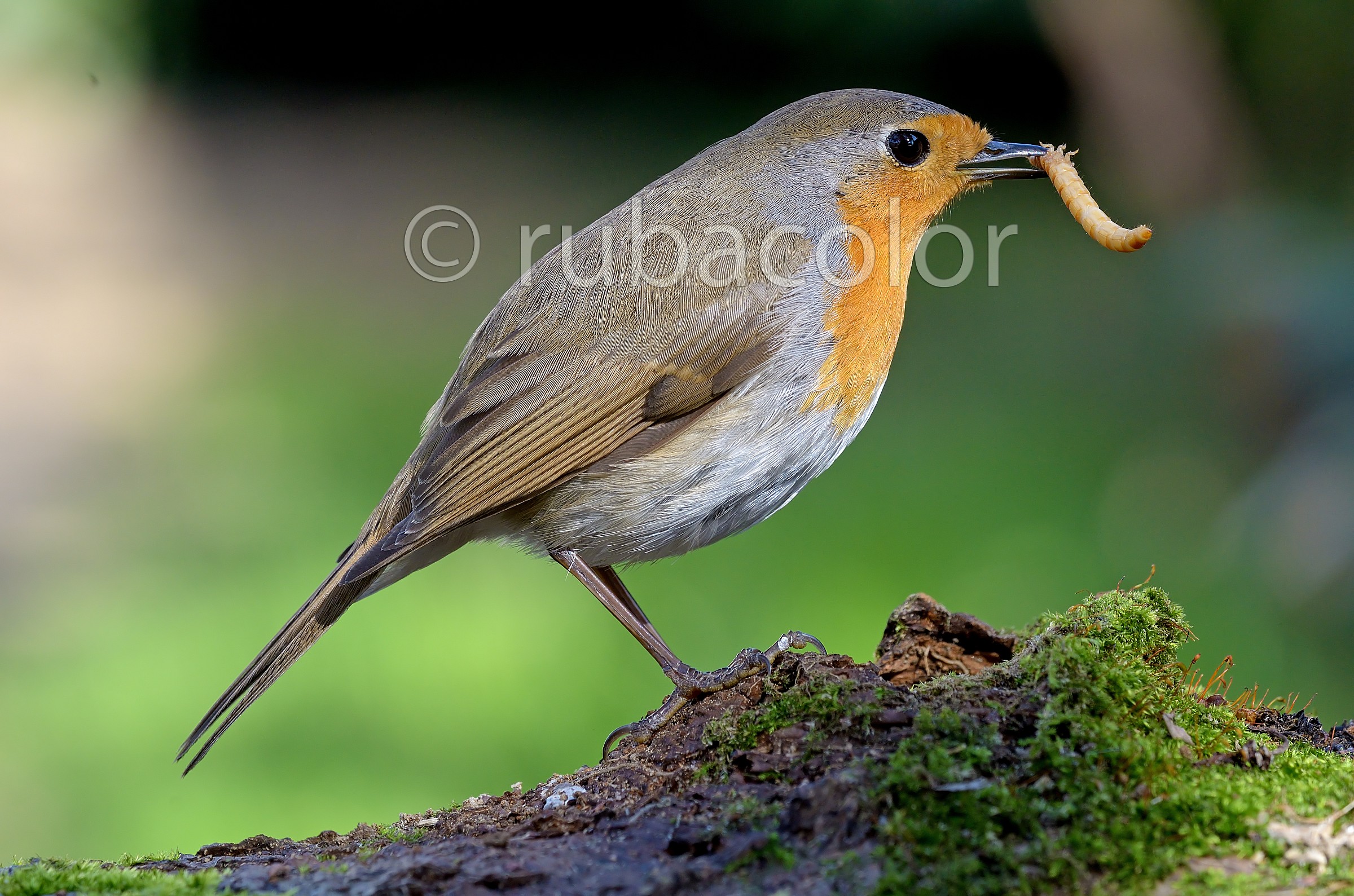 The challenge of the PDC robin with moth