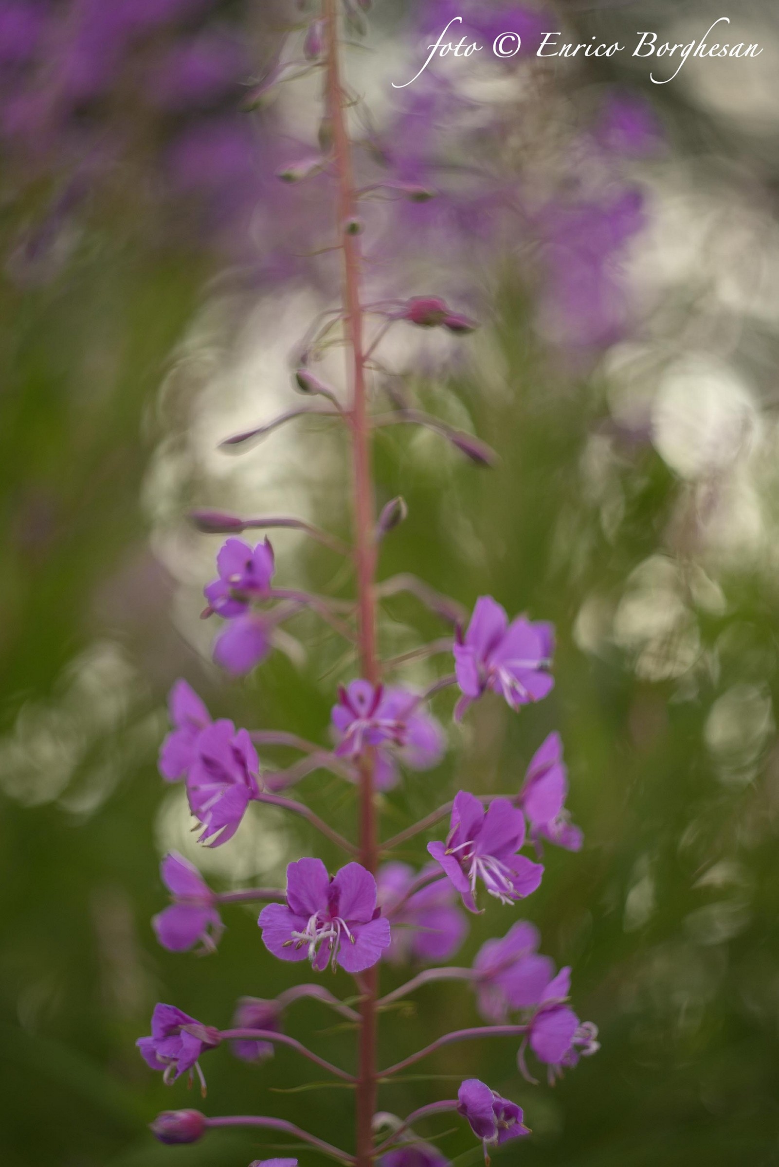 Epilobium