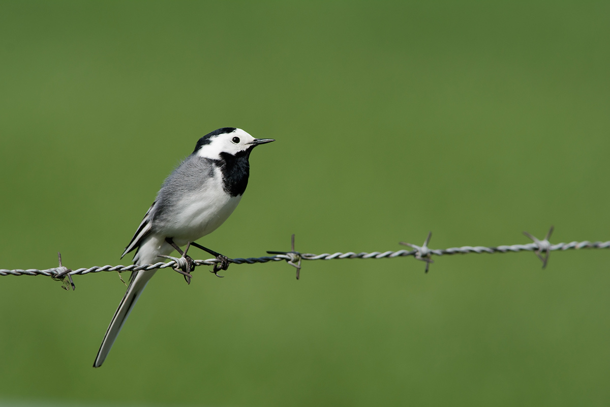 (Motacilla alba)