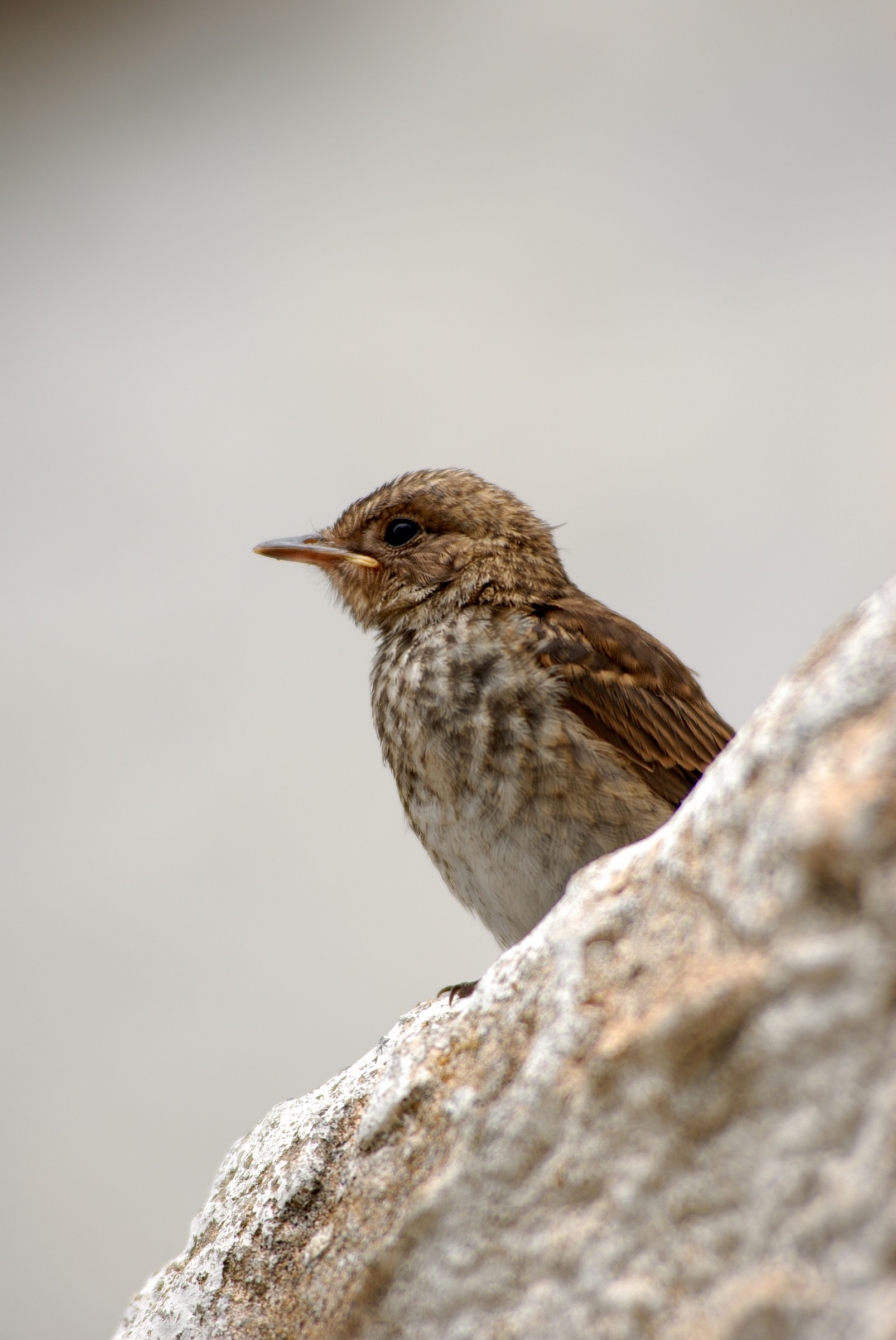 Sparrow posing