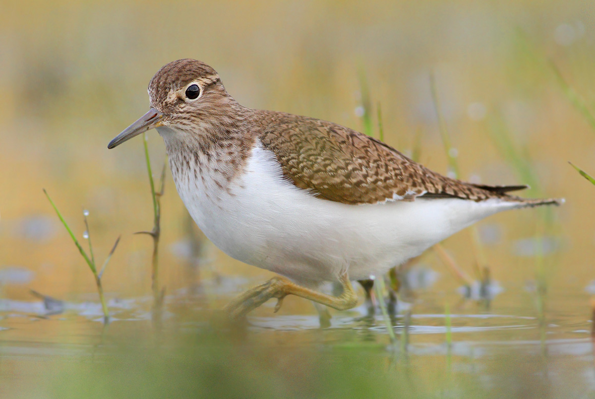 Common Sandpiper