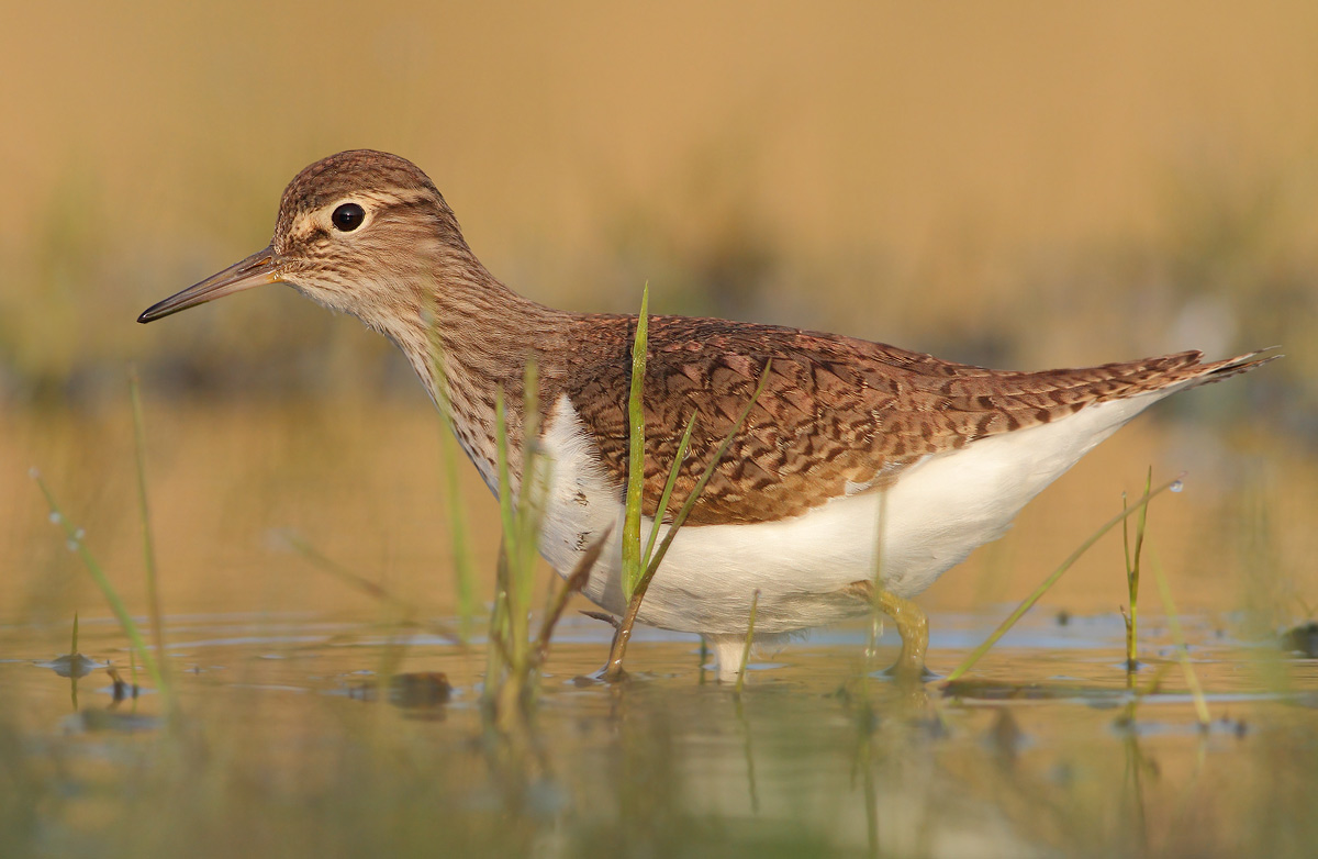 Common Sandpiper