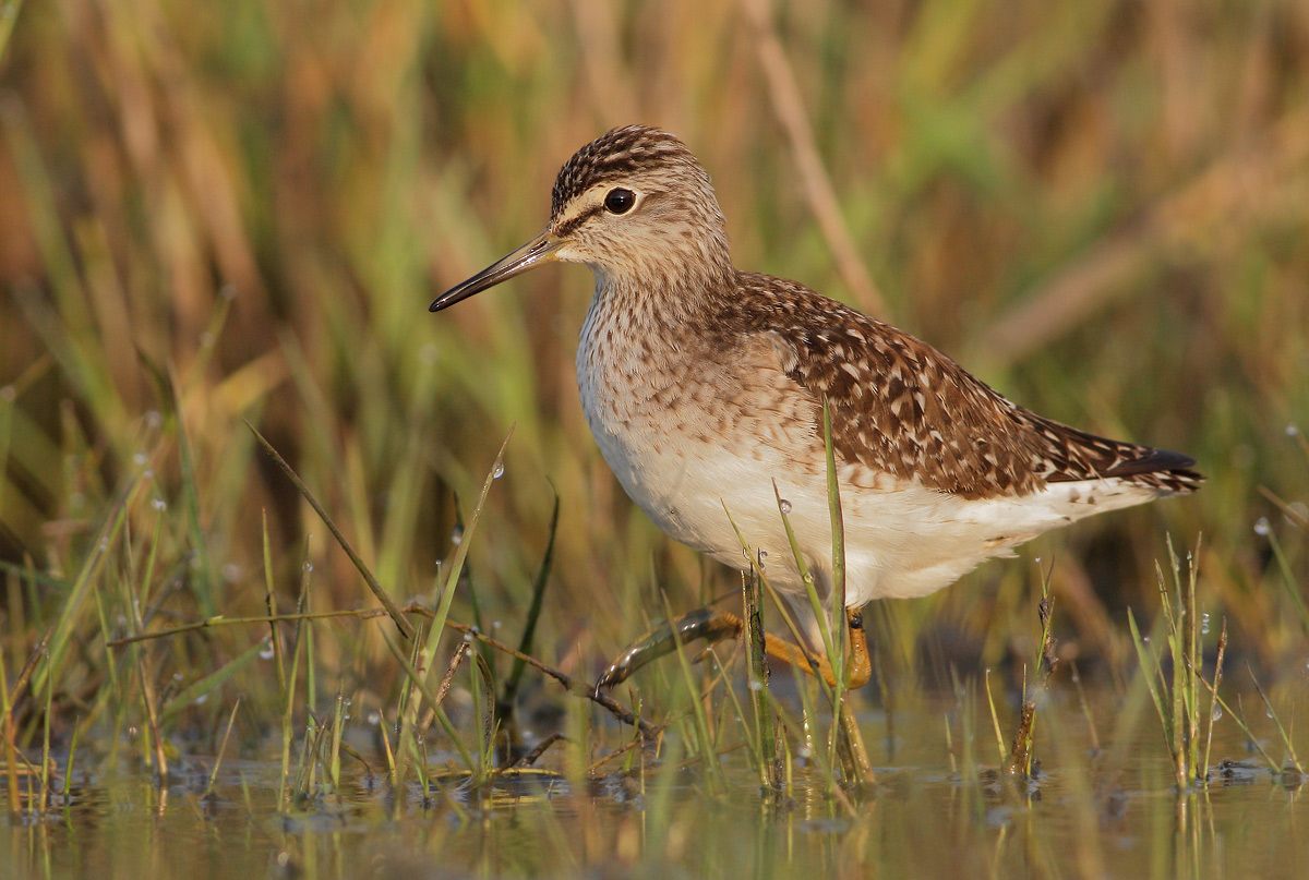 Wood Sandpiper