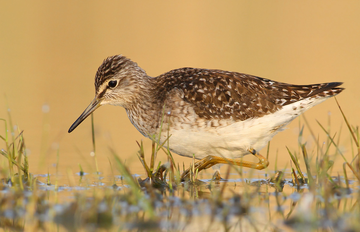 Wood Sandpiper