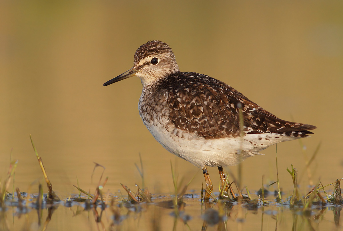Wood Sandpiper