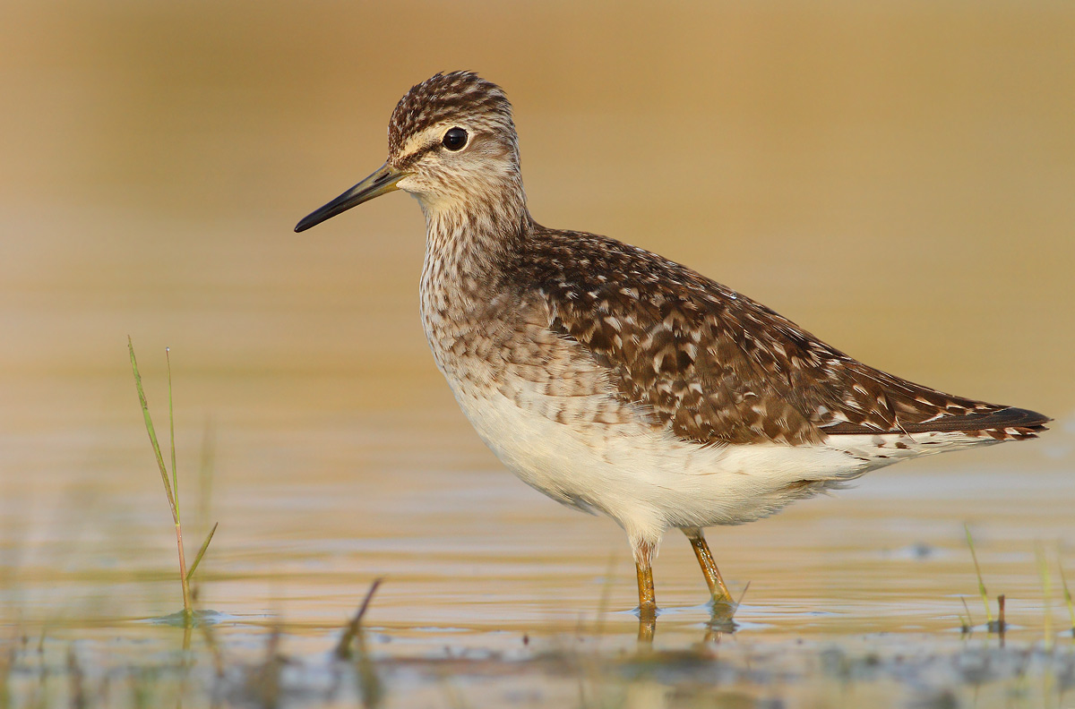 Wood Sandpiper