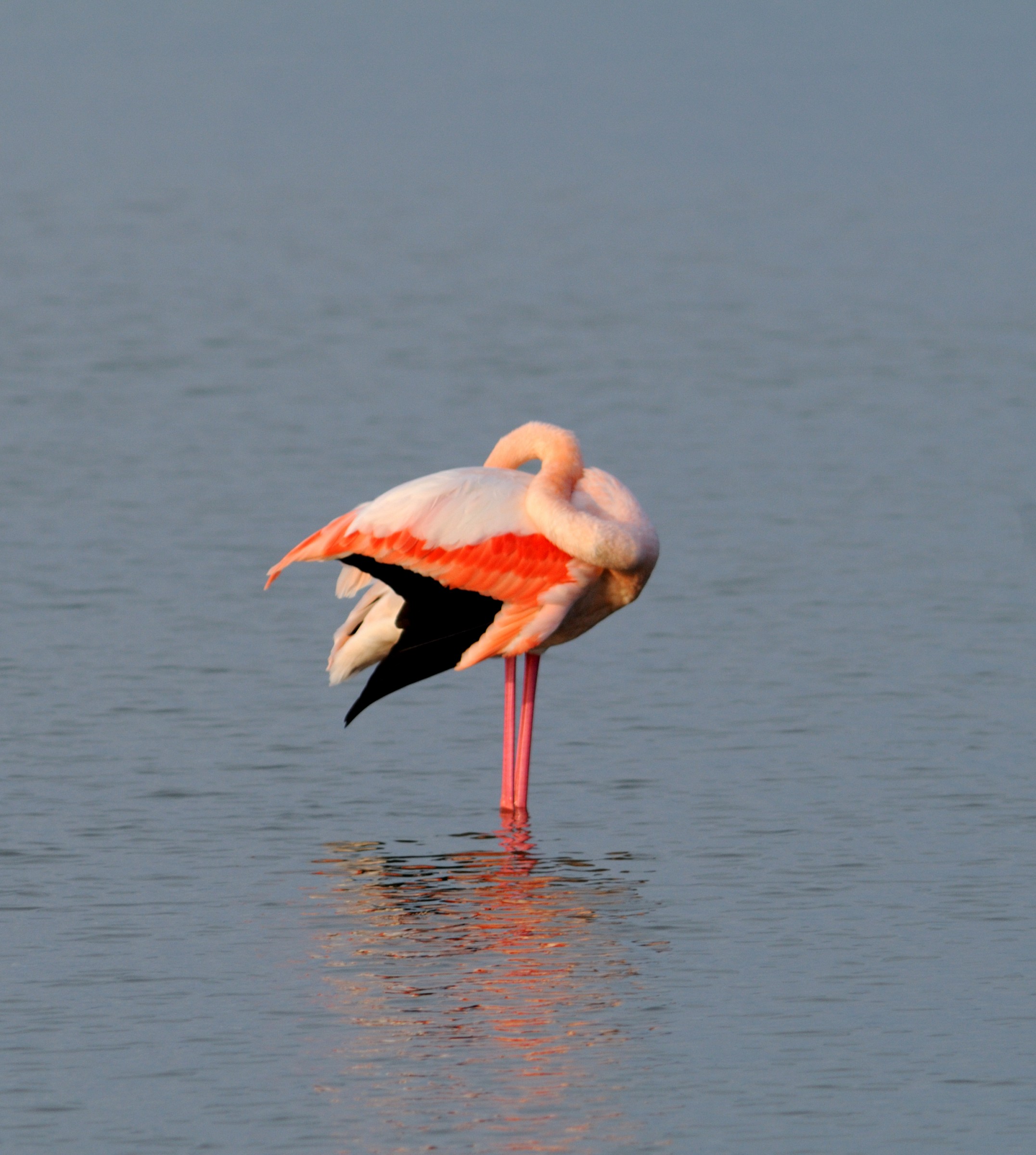flamingo 6