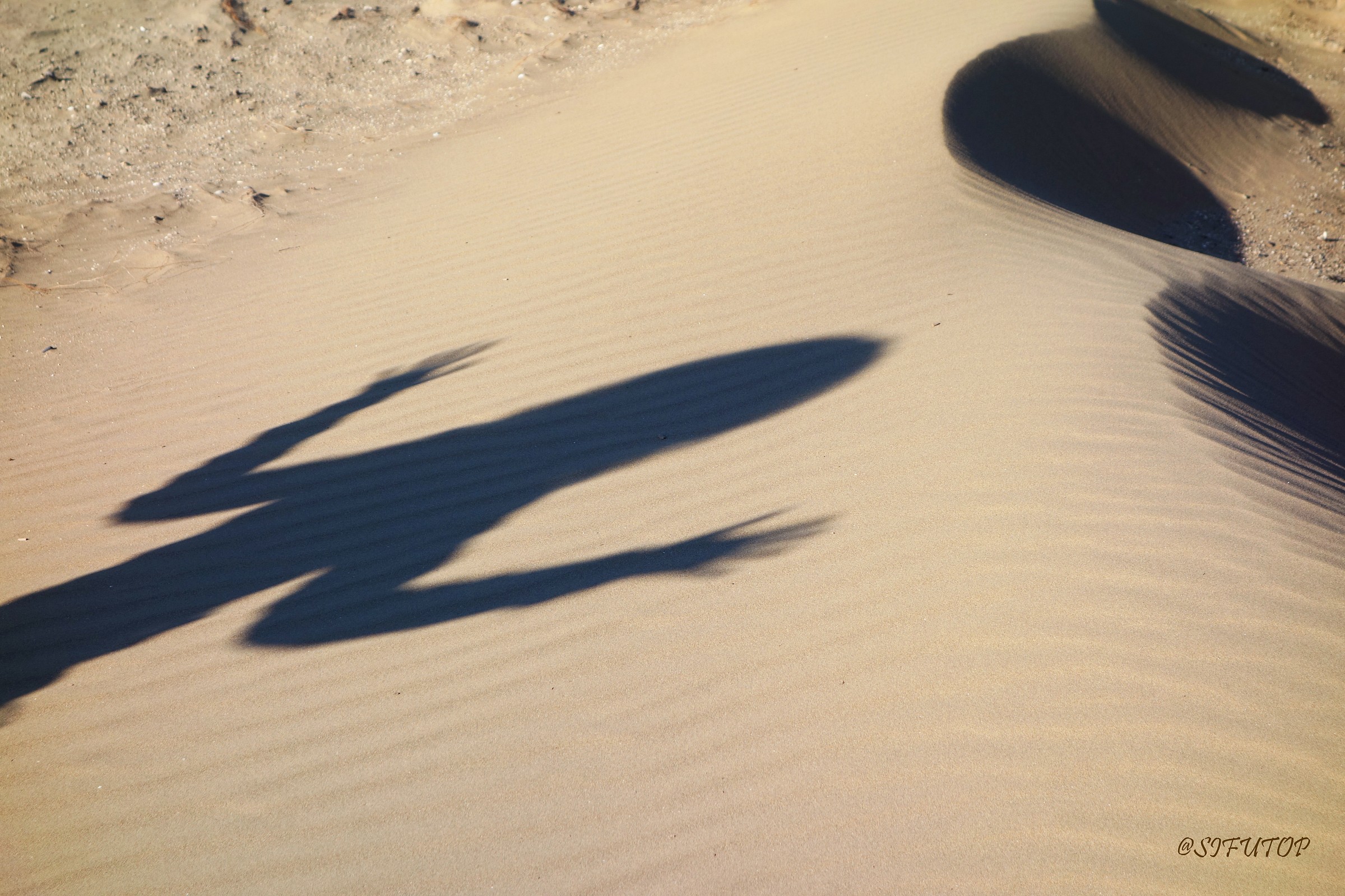 Lucertolona in the dunes