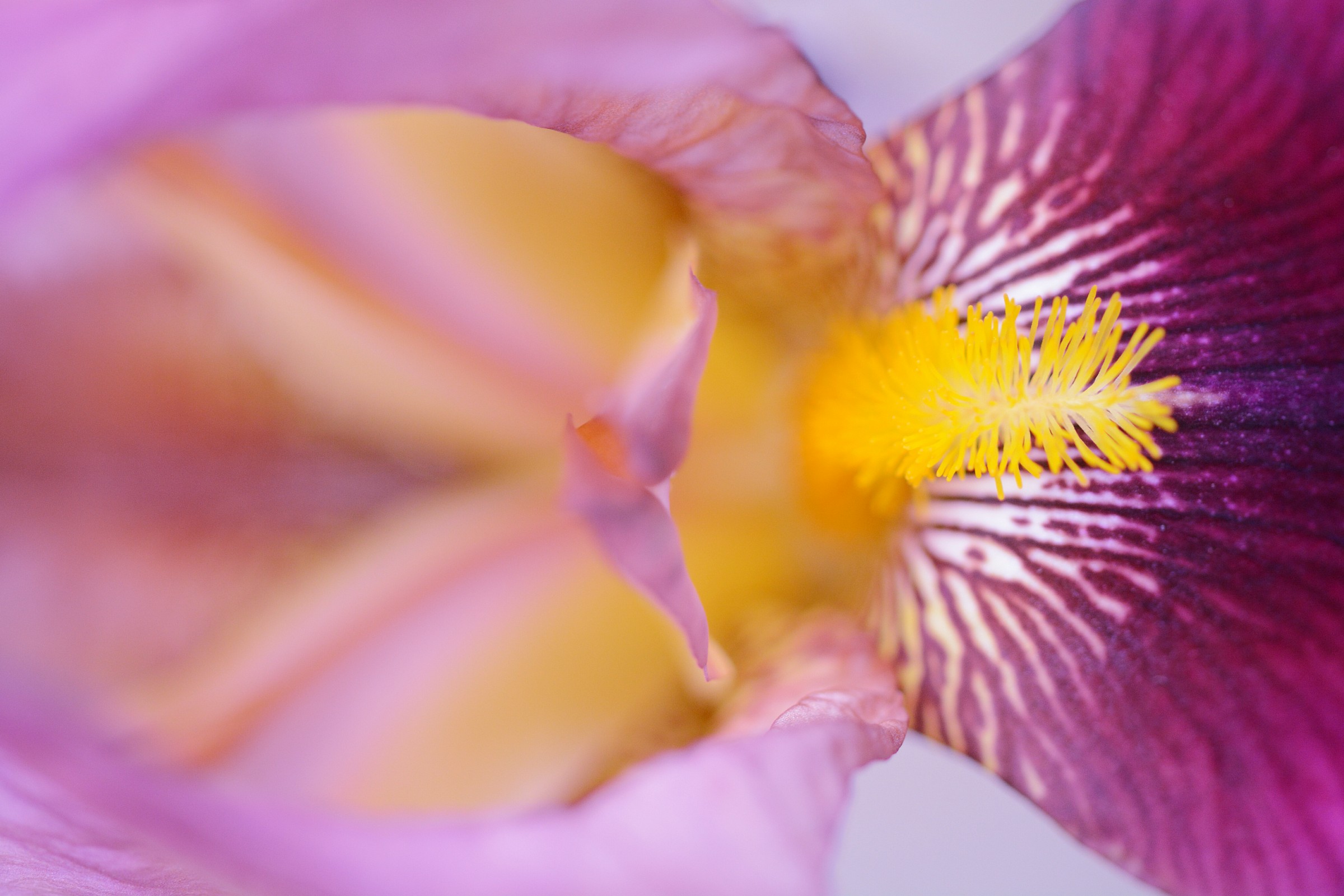in the mouth of an iris