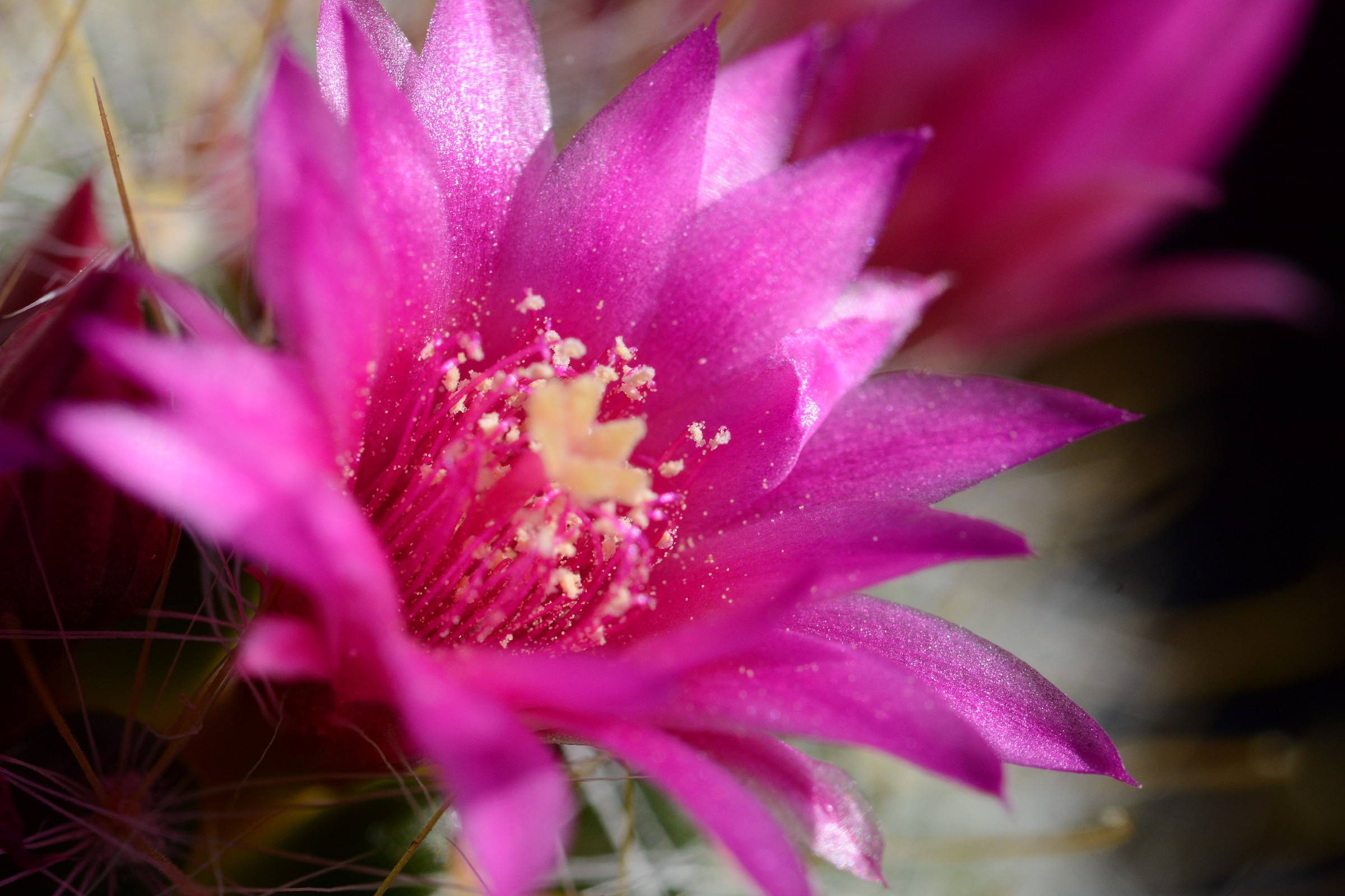 l'anima di un cactus