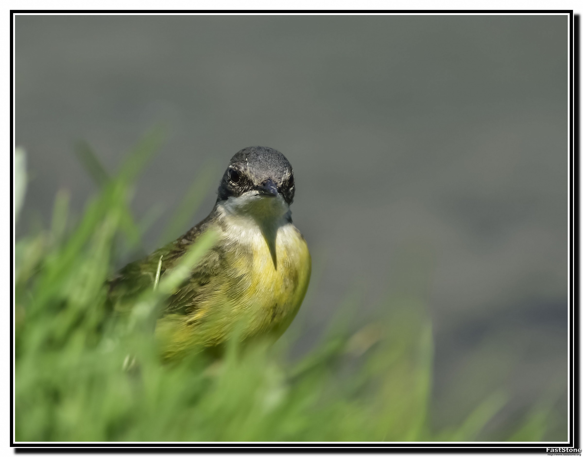 Wagtail