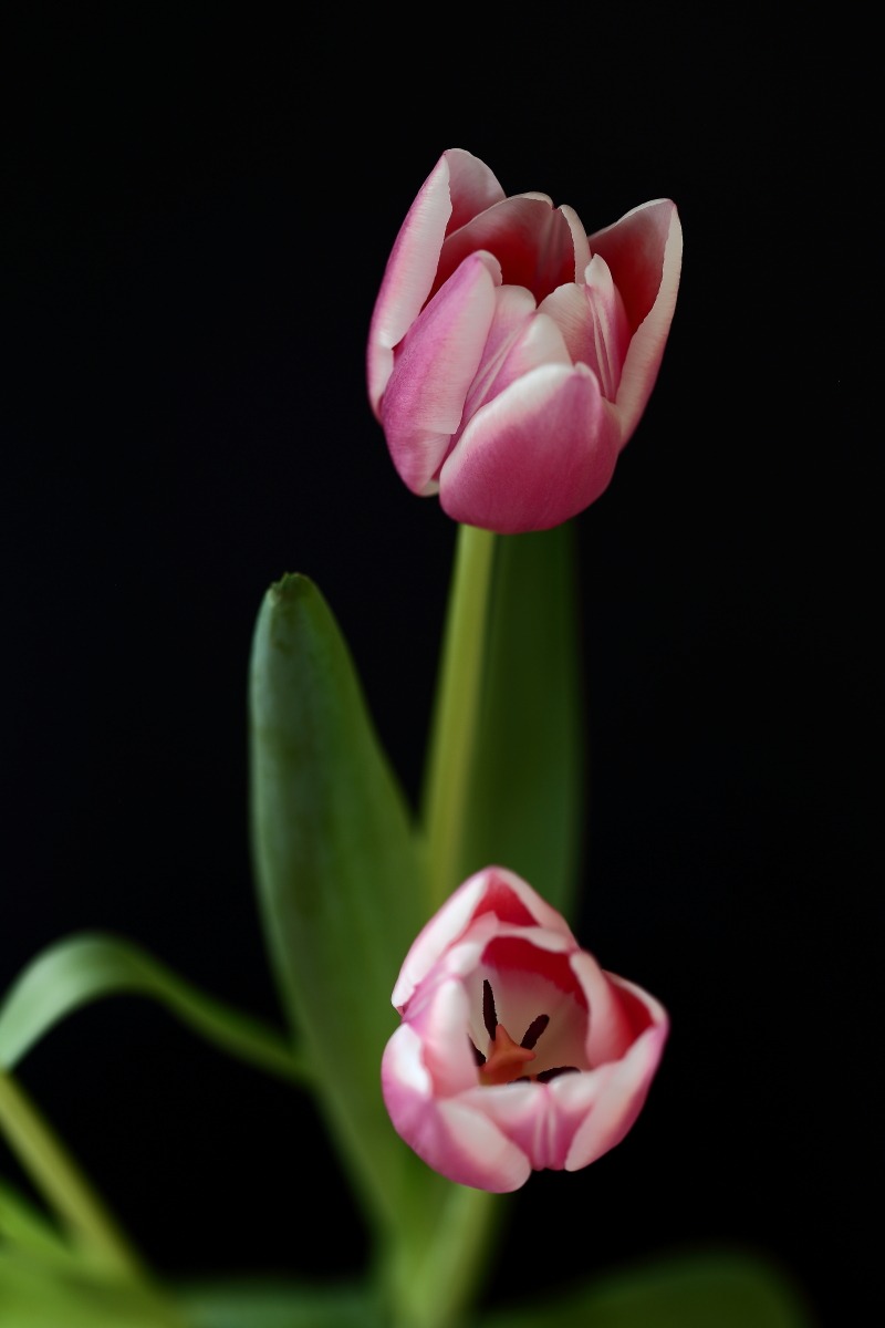 tulipanini