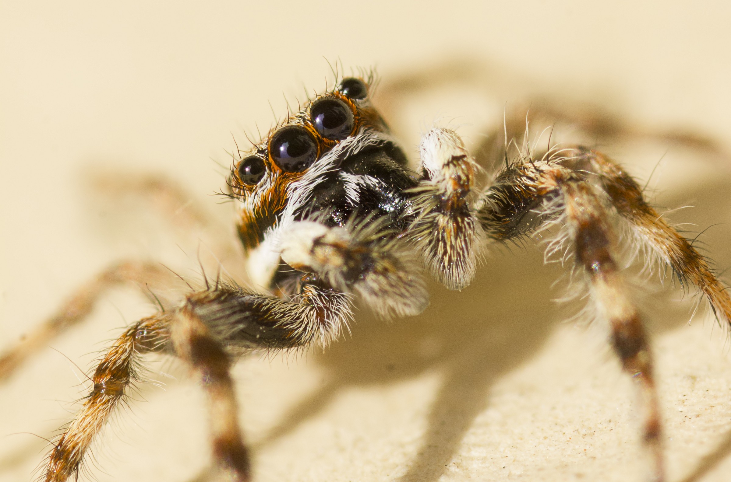 Jumping spider