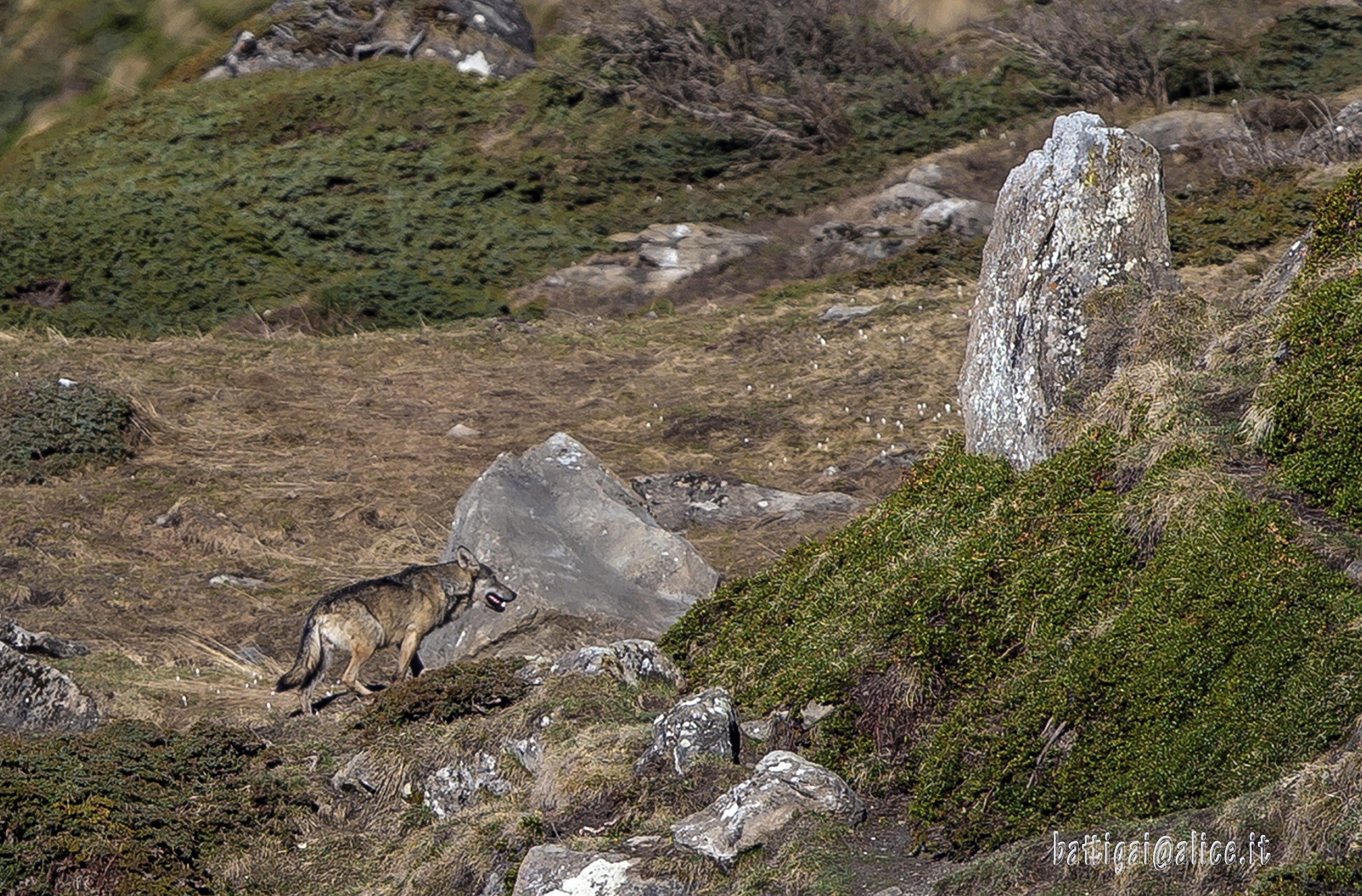 Lone wolf 9am High Valley Chisone