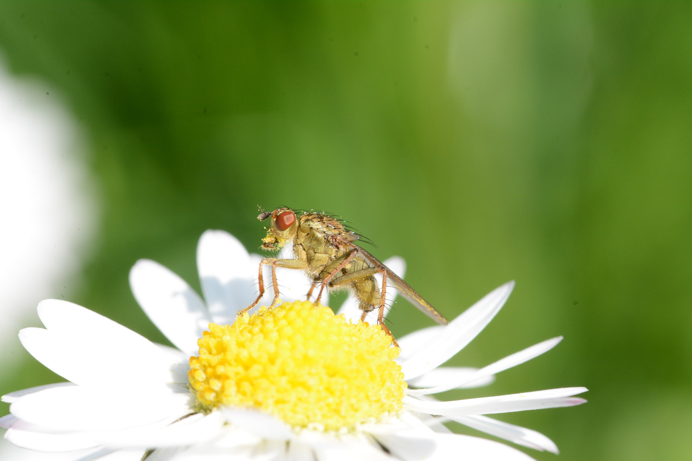 mosca ghiotta di polline