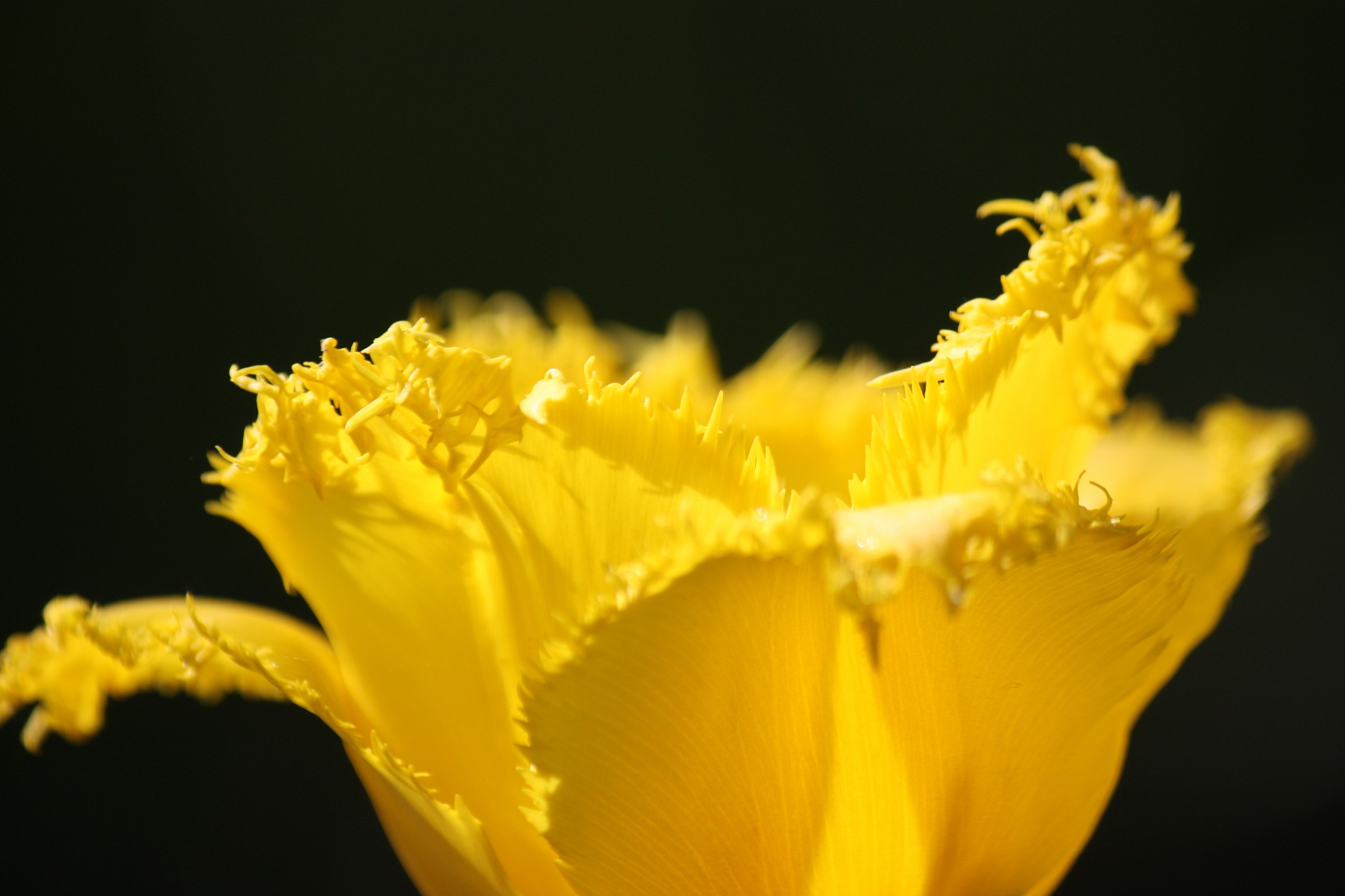 Yellow Petals