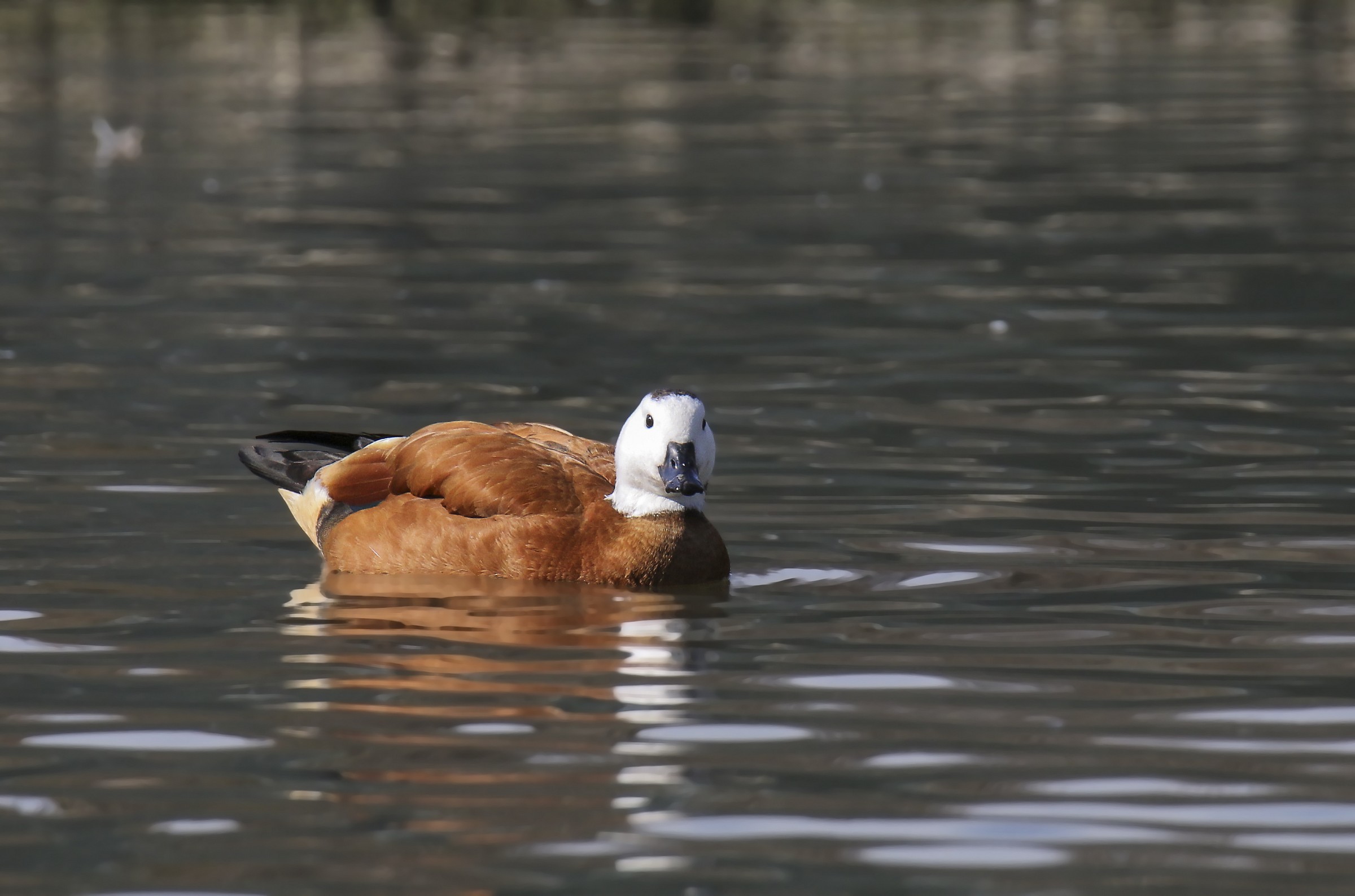 Shelduck