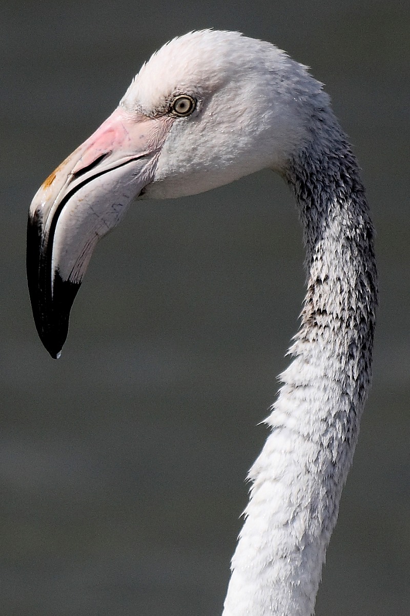 Flamingo crop at 100%