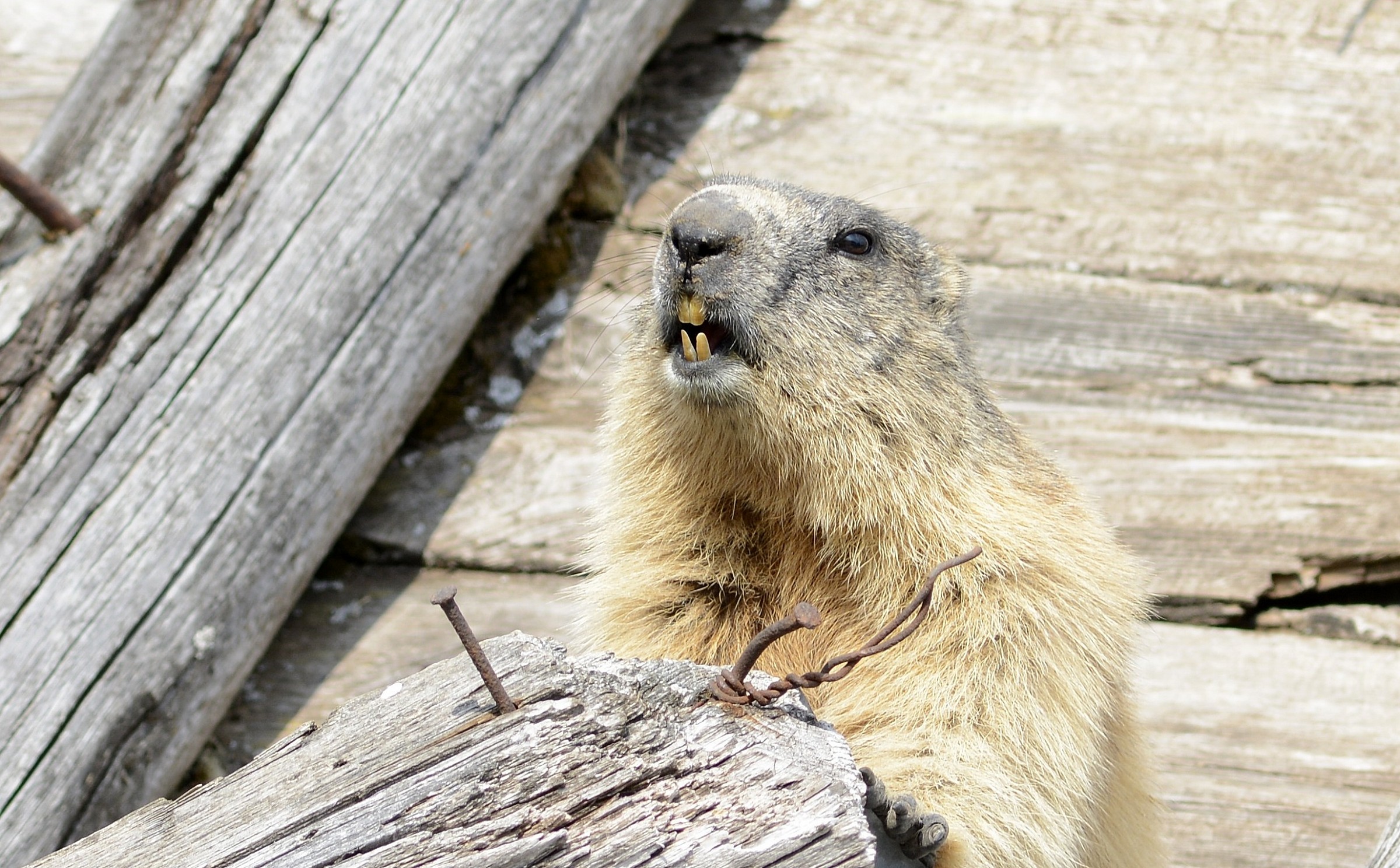 marmotta