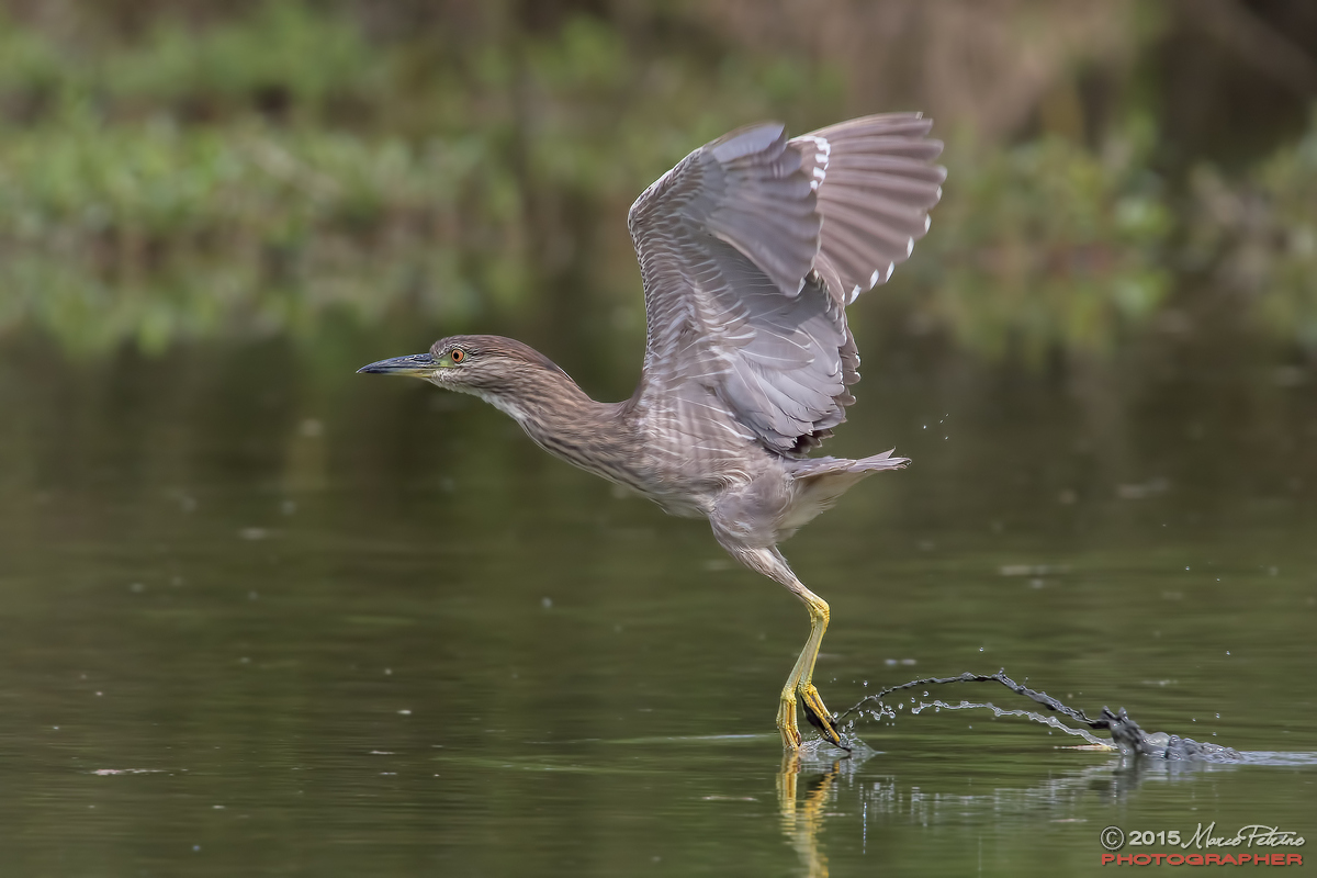 Immature Night Heron (Nycticorax nycticorax)