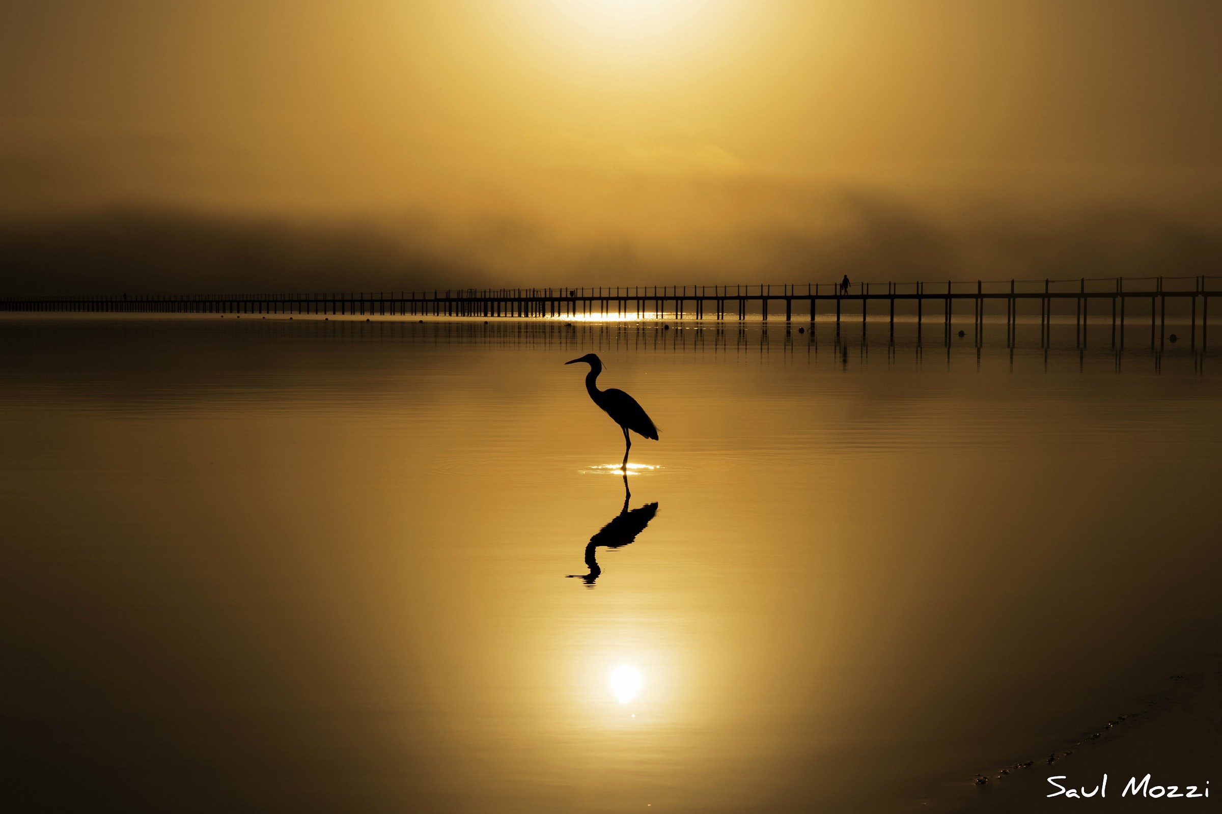 Heron at dawn