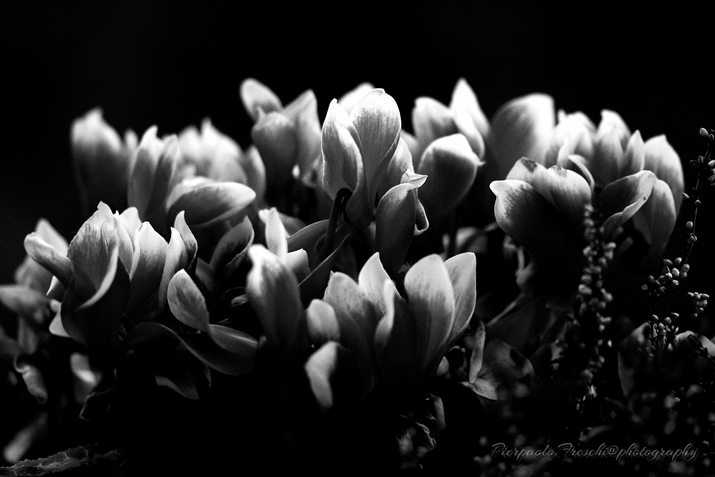 flowers in b / w