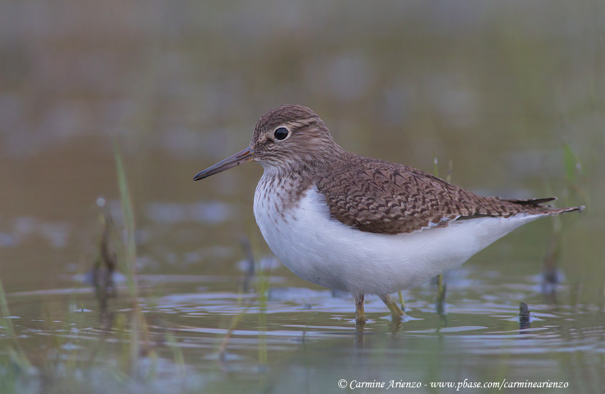 Common Sandpiper