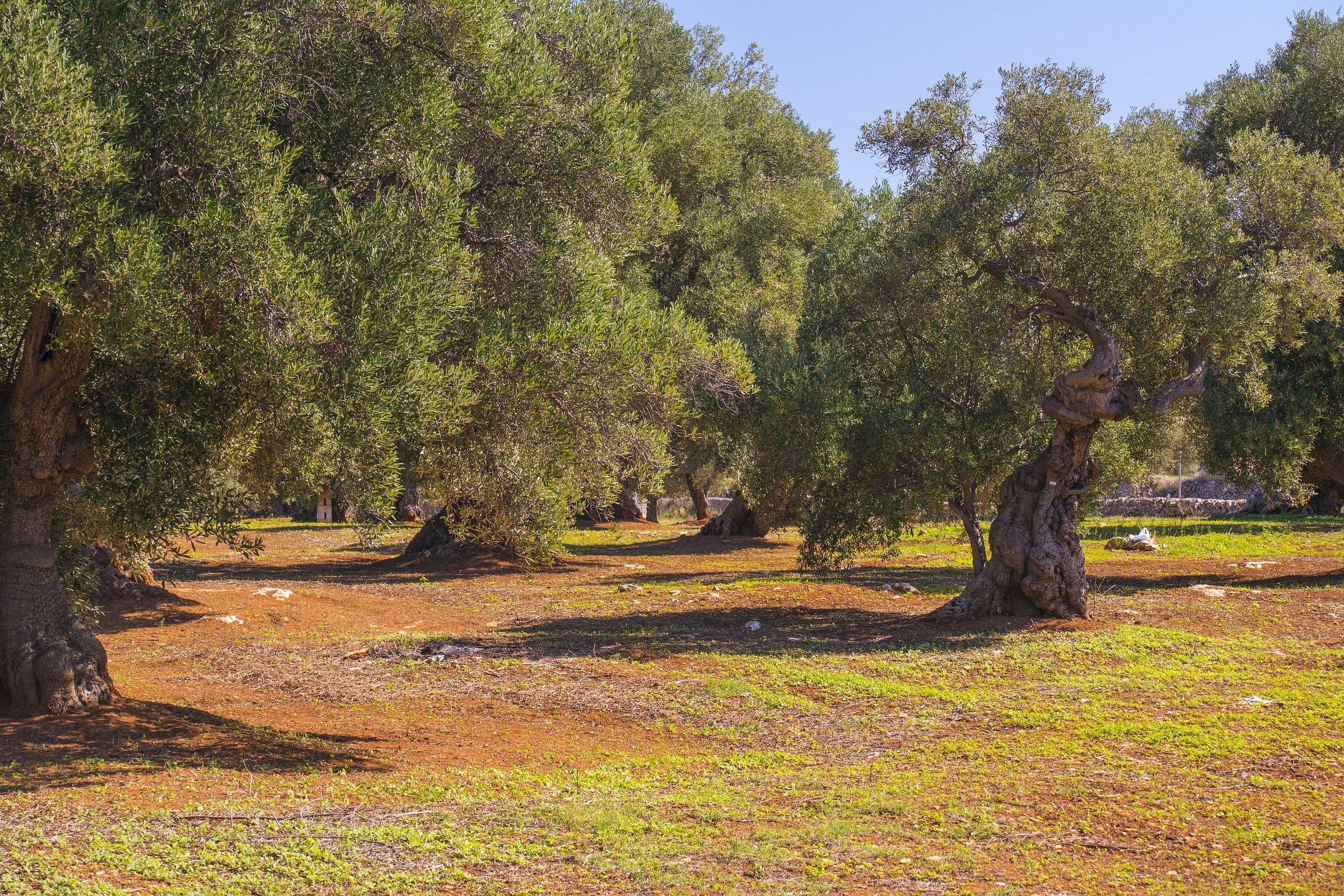 olive trees of Salento ...