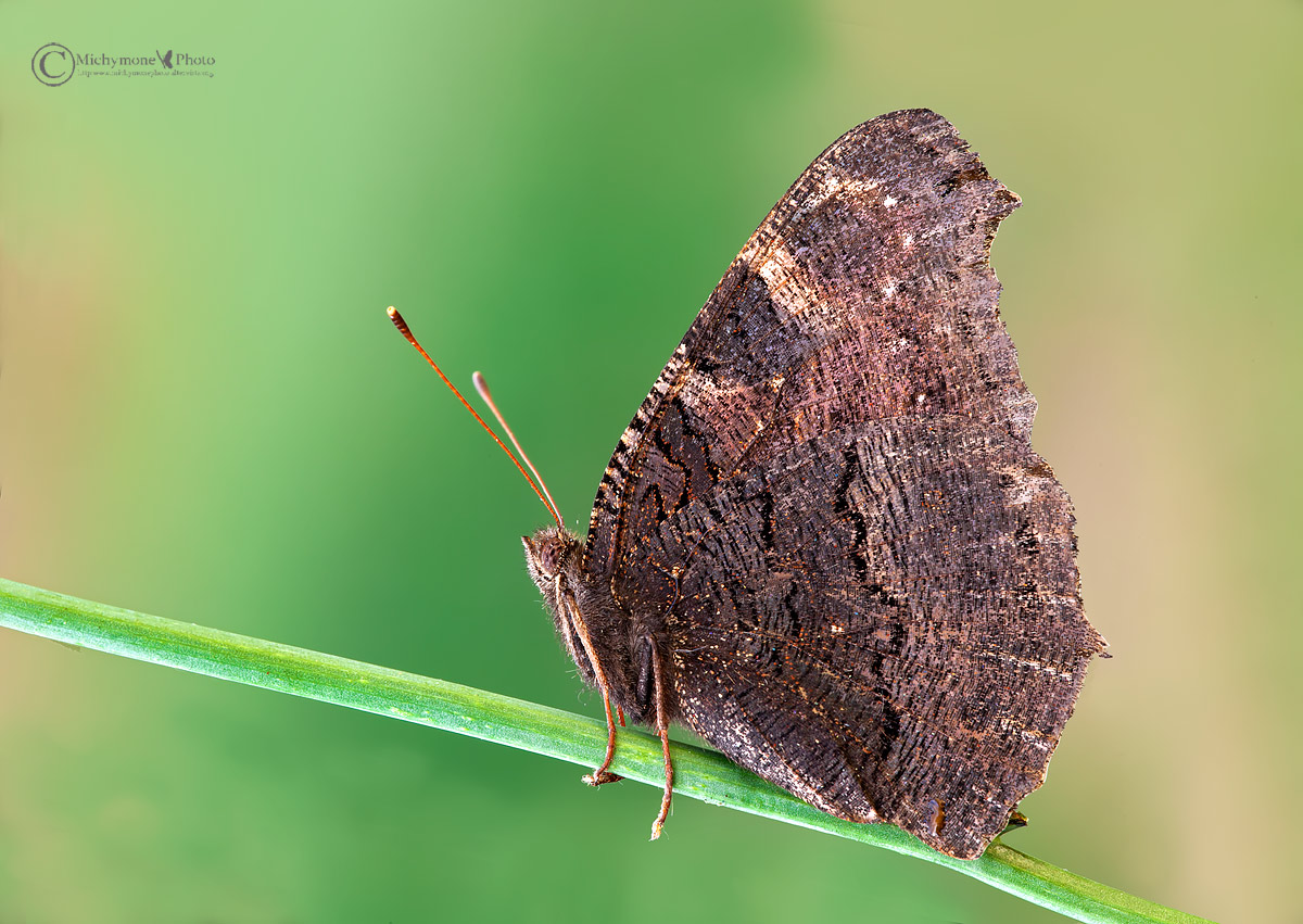 Inachis io Linnaeus, 1758