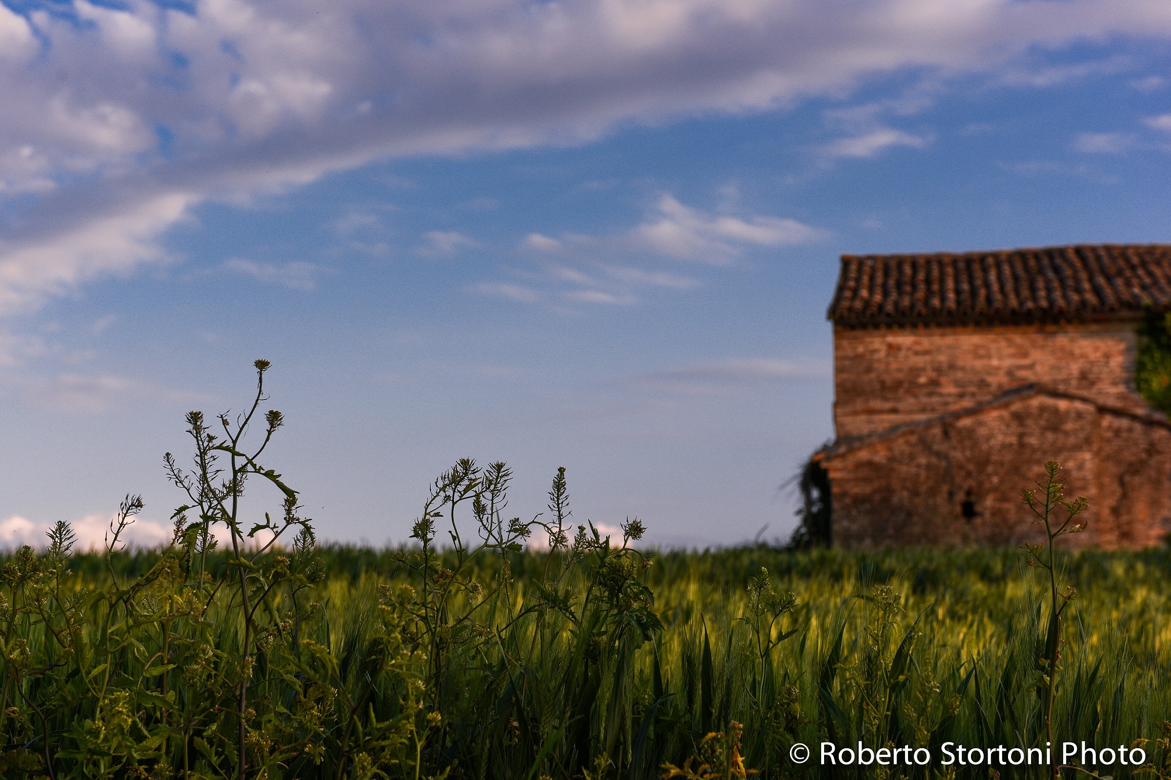Marche countryside 2