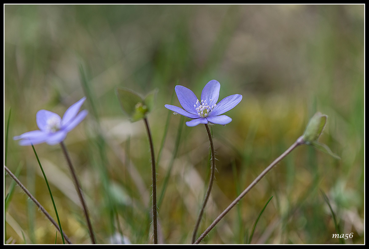 Flora del Monte Baldo VR