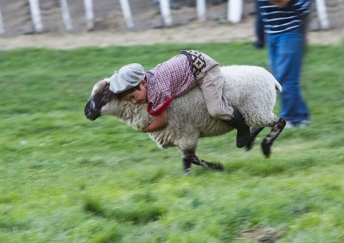 waiting for a real horse