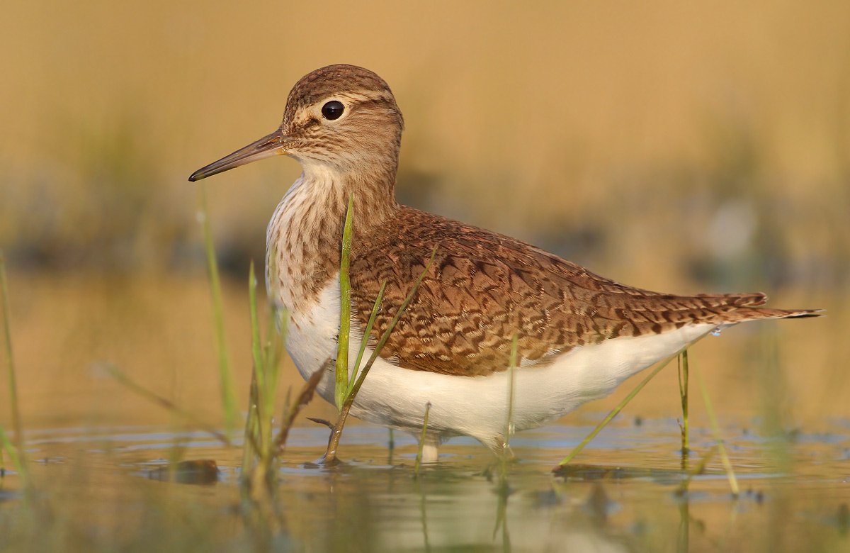 Common Sandpiper