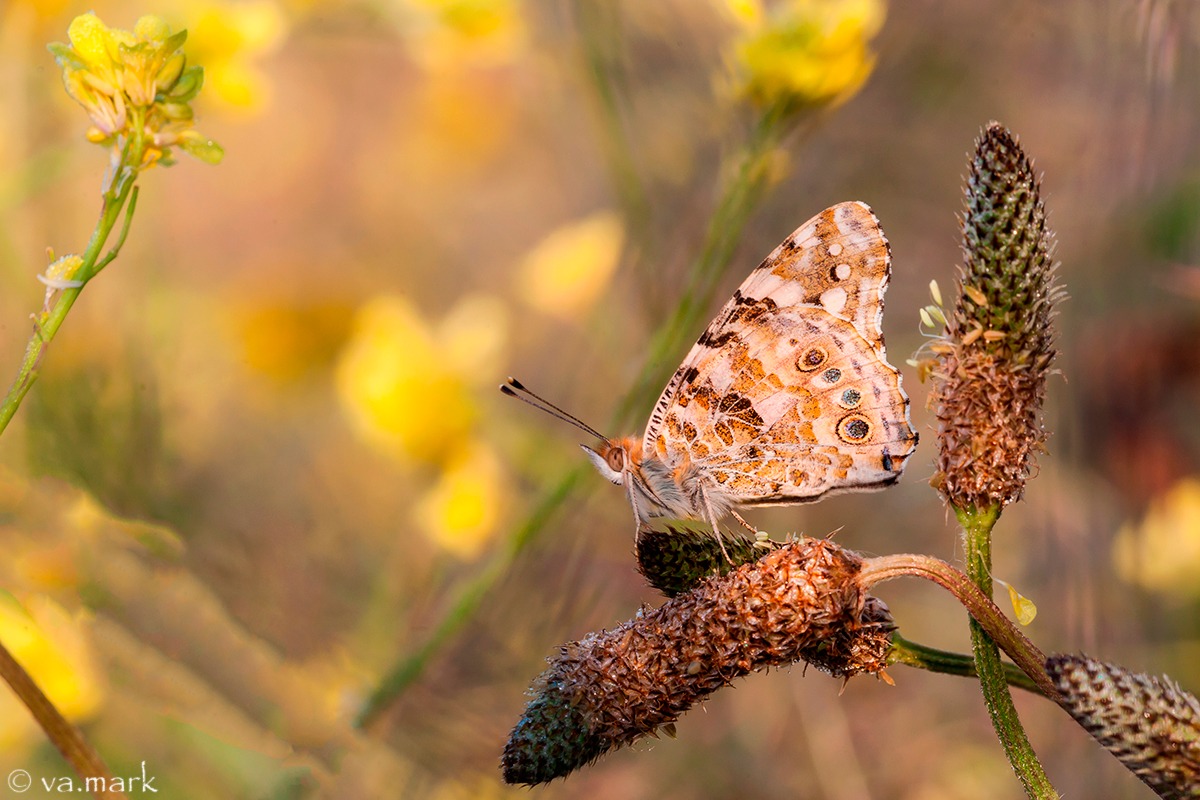 Vanessa cardui