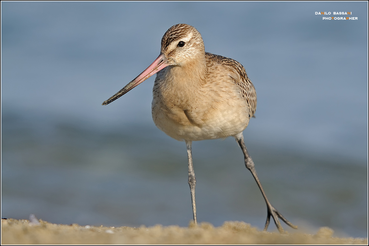 pittima .......no crop