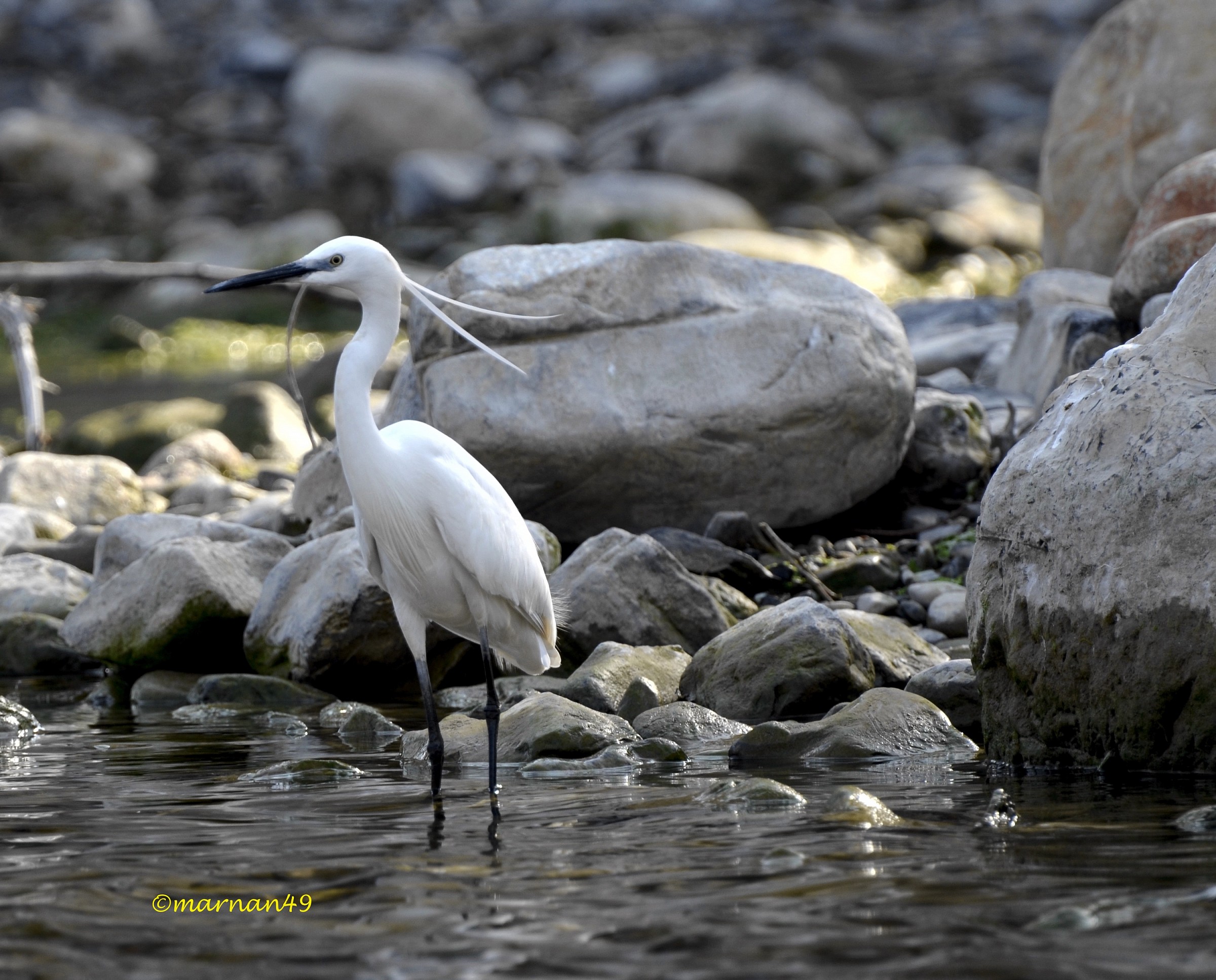 Egretta garzetta