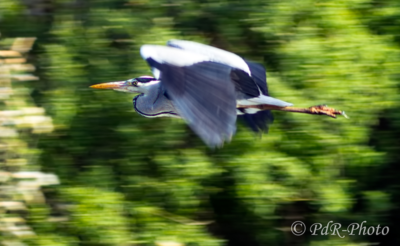 Airone Cenerino Panning