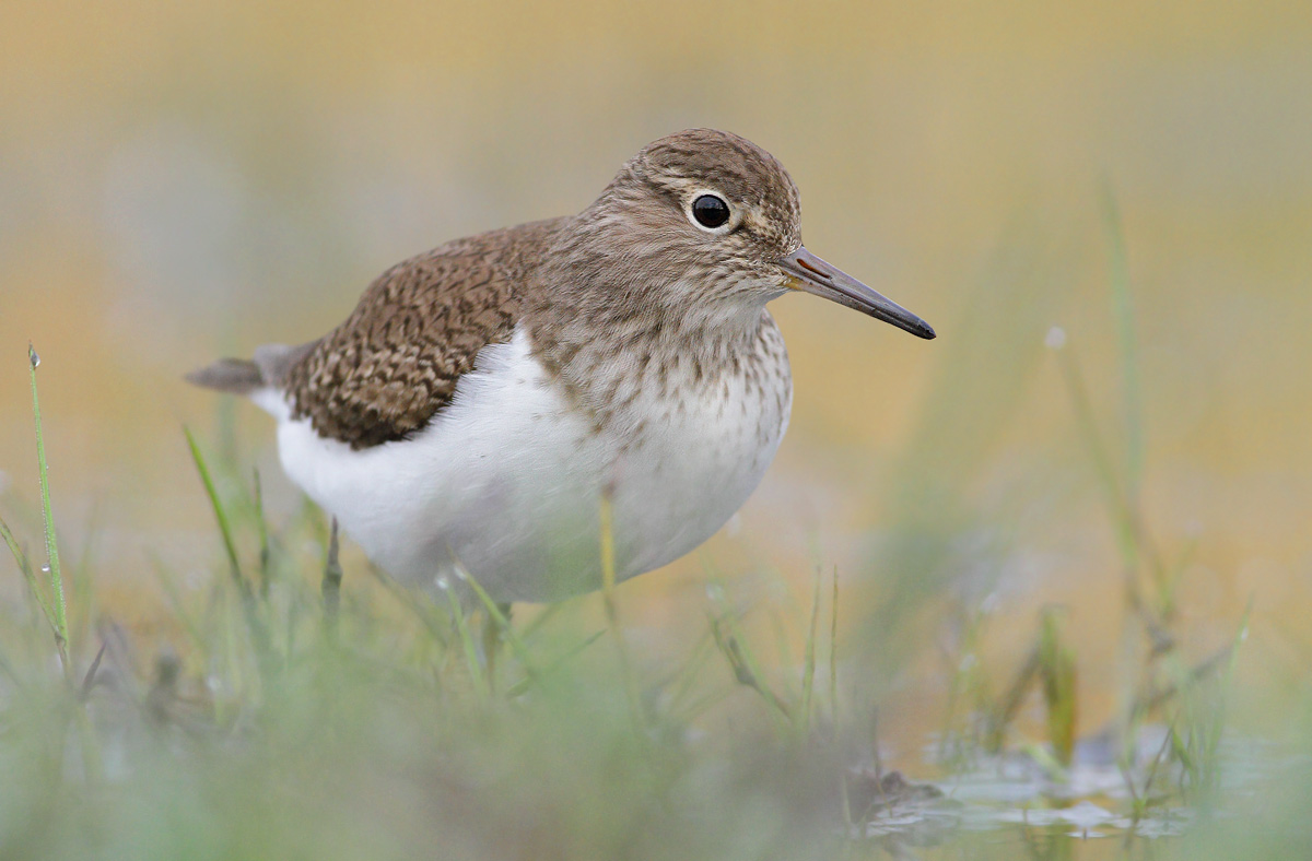 Common Sandpiper