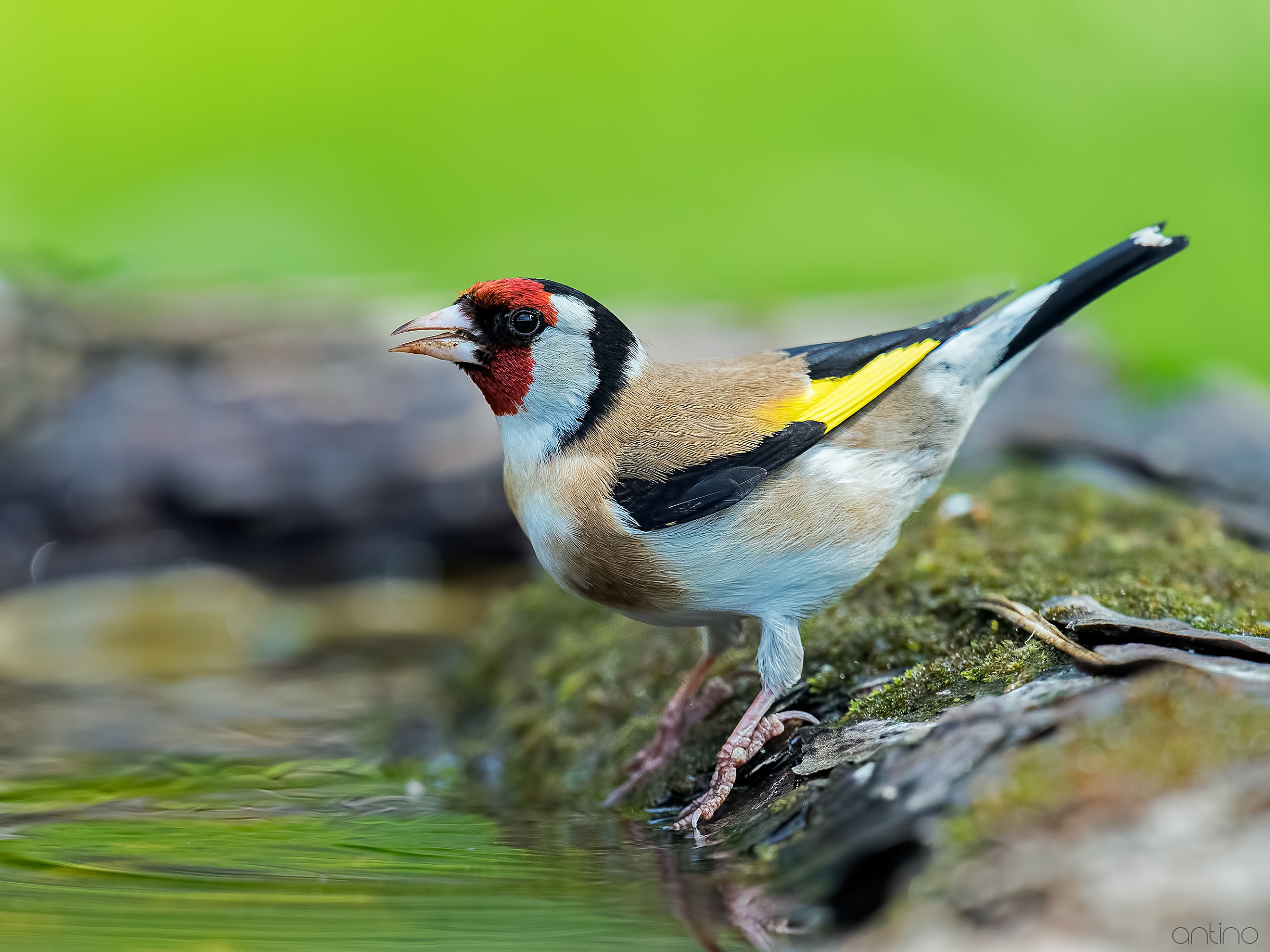 Goldfinch