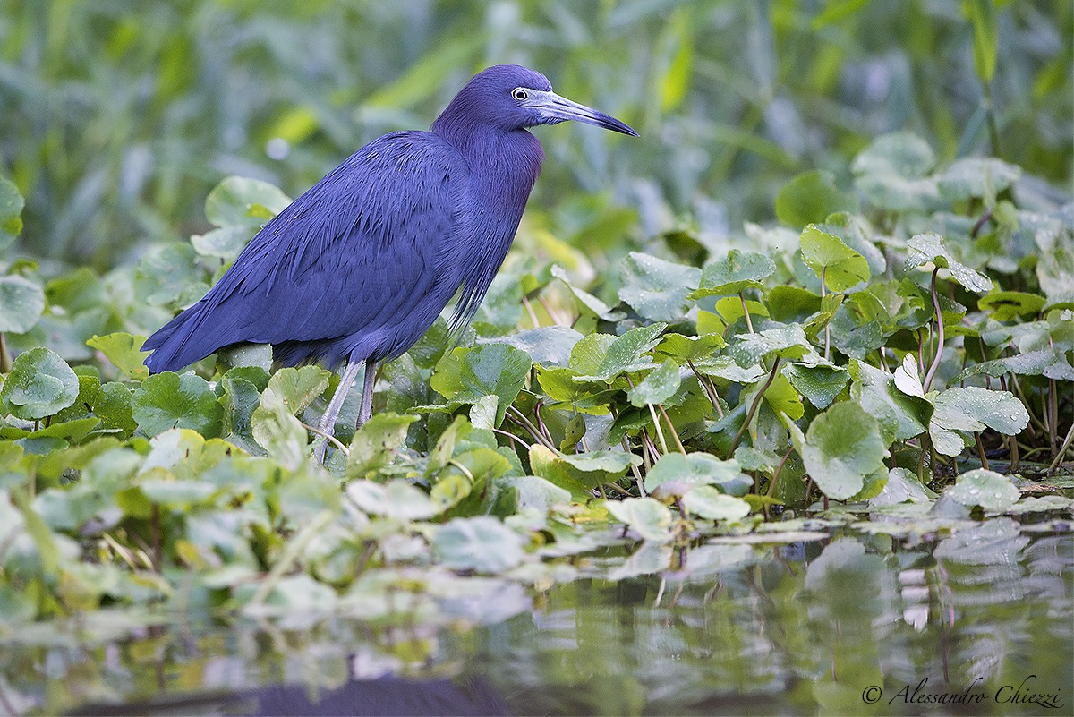Little Blue Heron