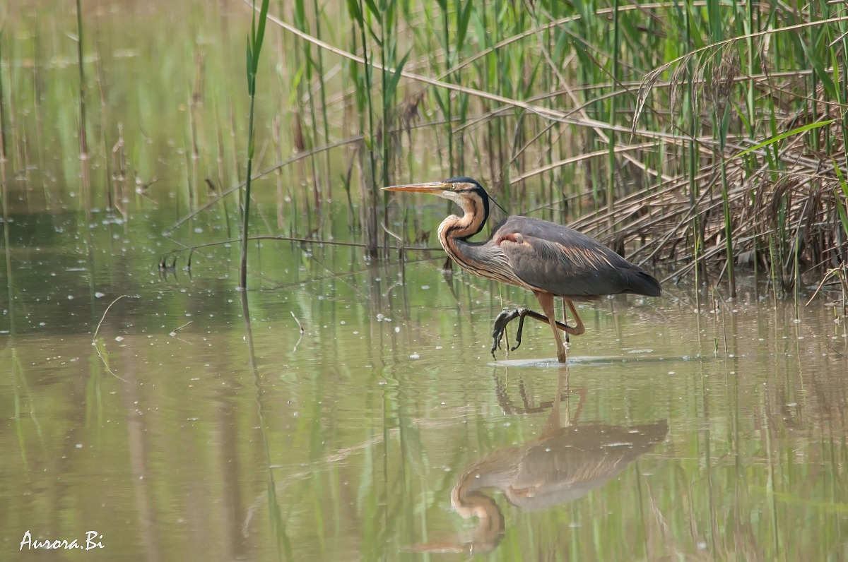 Purple Heron