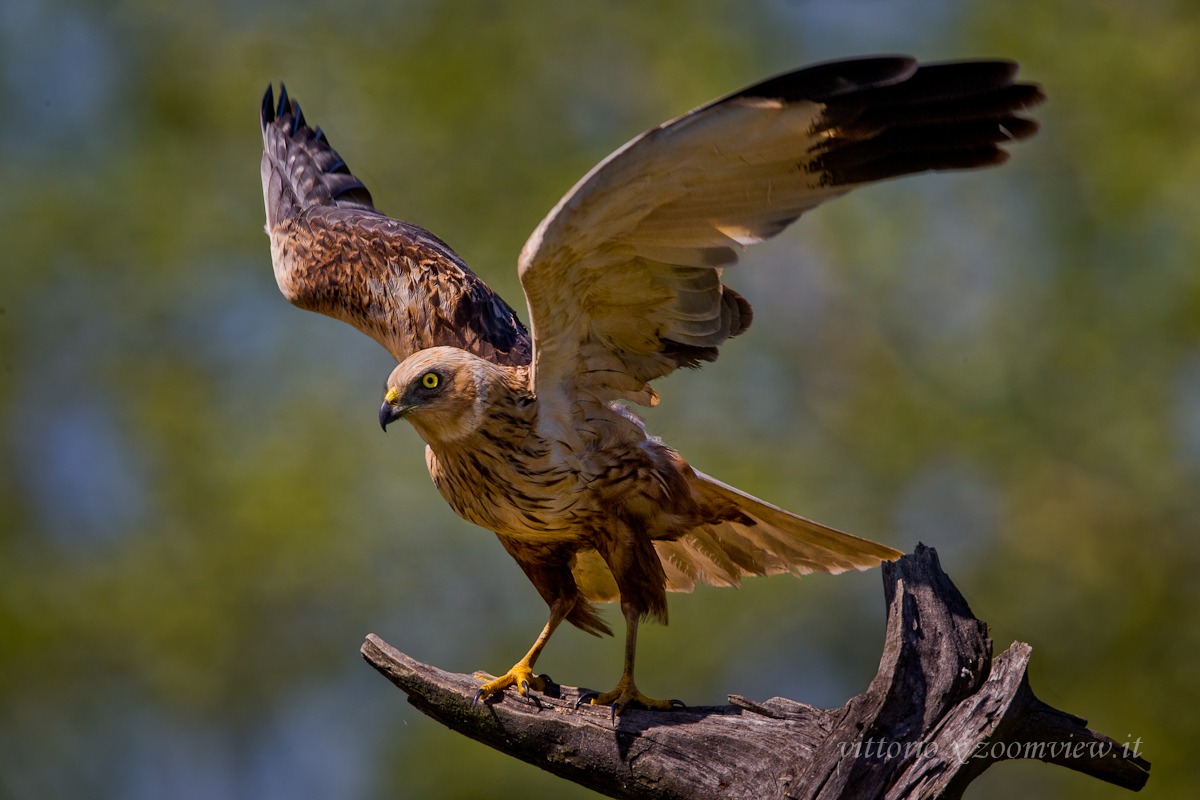 Marsh Harrier 2